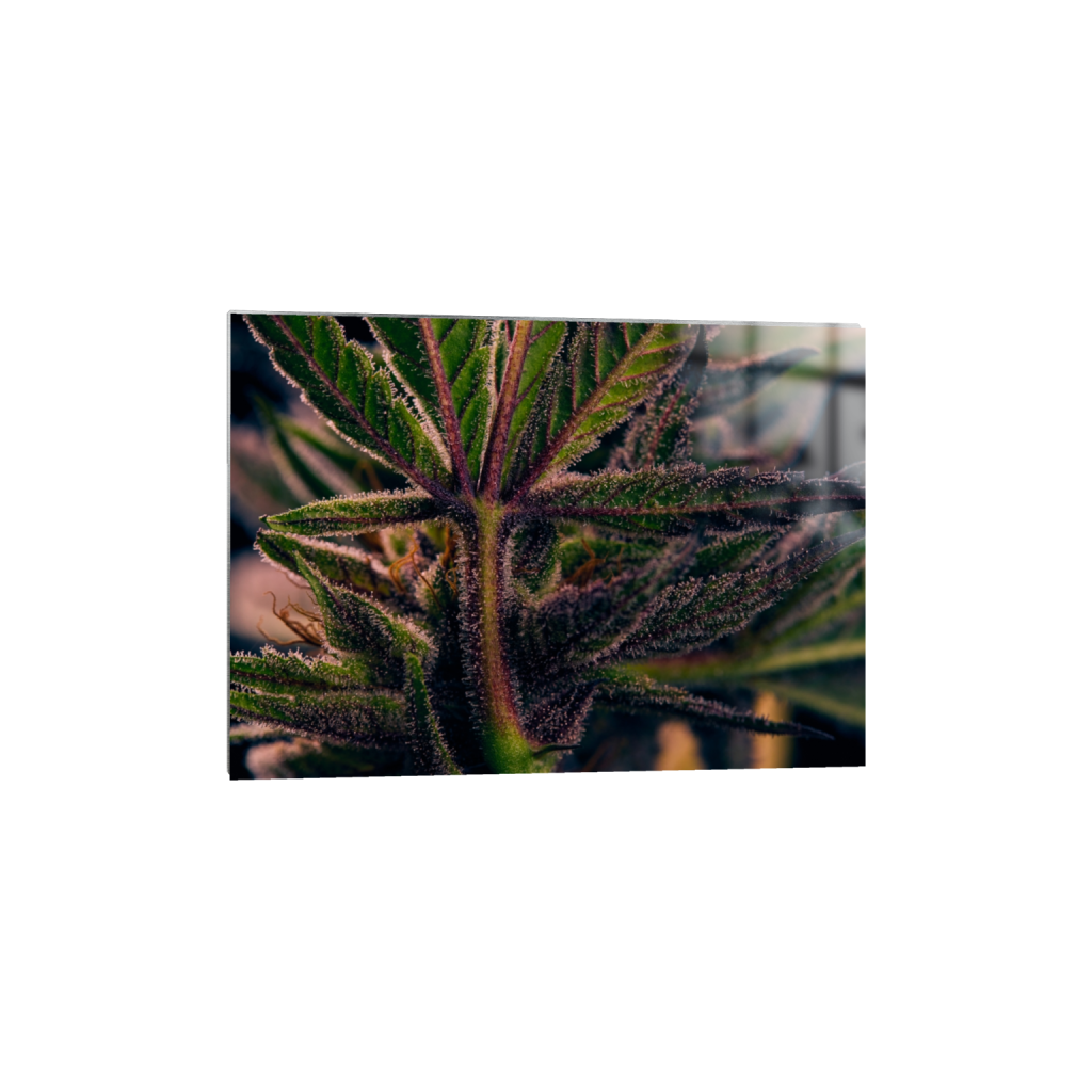 metalprint_rectangle5_7_271_0_7649_5464_0_false_ffffff_0_0.png