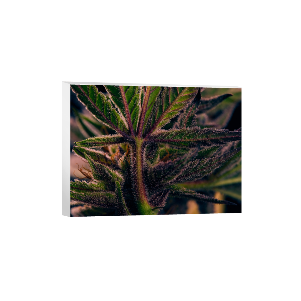 canvas_rectangle3_4_453_0_7285_5464_0_false_ffffff_0_0.png