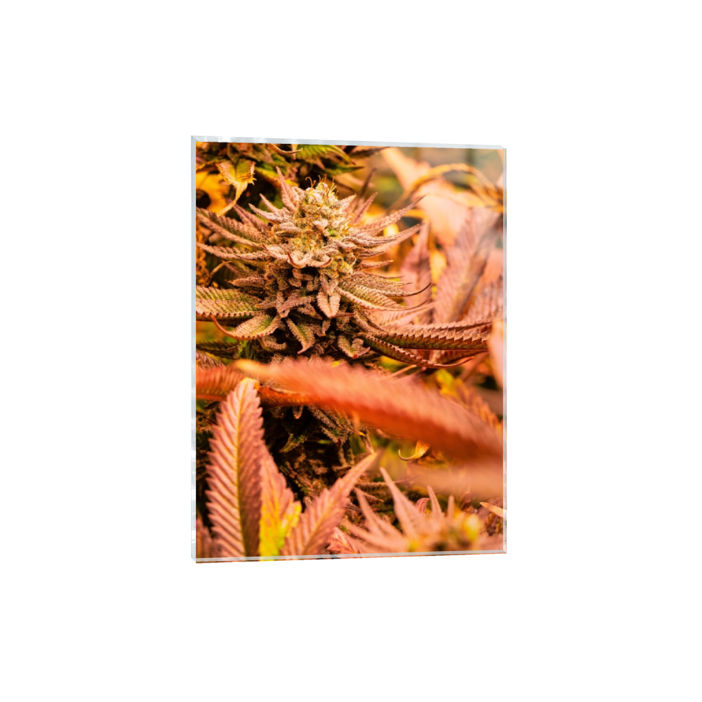 acrylicprint_rectangle3_4_130_0_3900_5200_0_false_ffffff_0_0.png