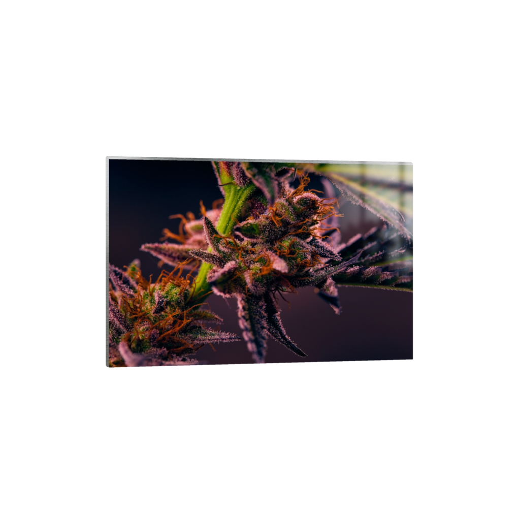metalprint_rectangle2_3_0_1_8192_5461_0_false_ffffff_0_0.png