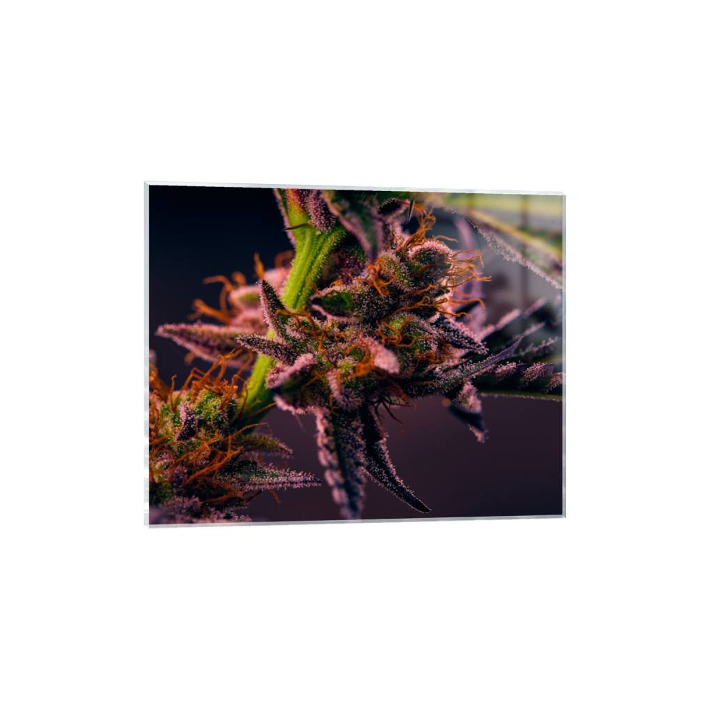 acrylicprint_rectangle4_5_681_0_6830_5464_0_false_ffffff_0_0.png