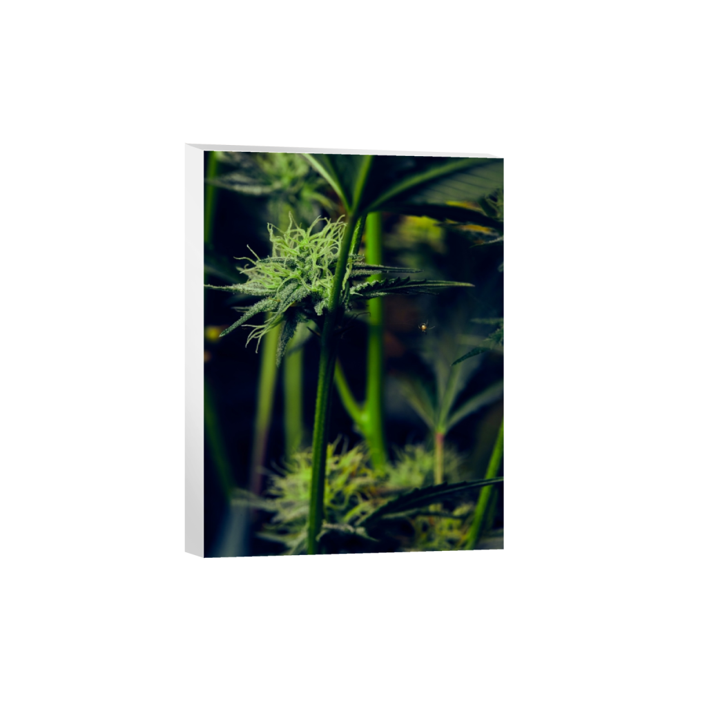 canvas_rectangle3_4_130_0_3900_5200_0_false_ffffff_0_0.png