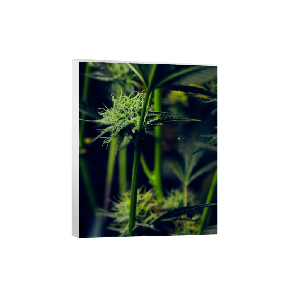 canvas_rectangle4_5_0_0_4160_5200_0_false_ffffff_0_0.png