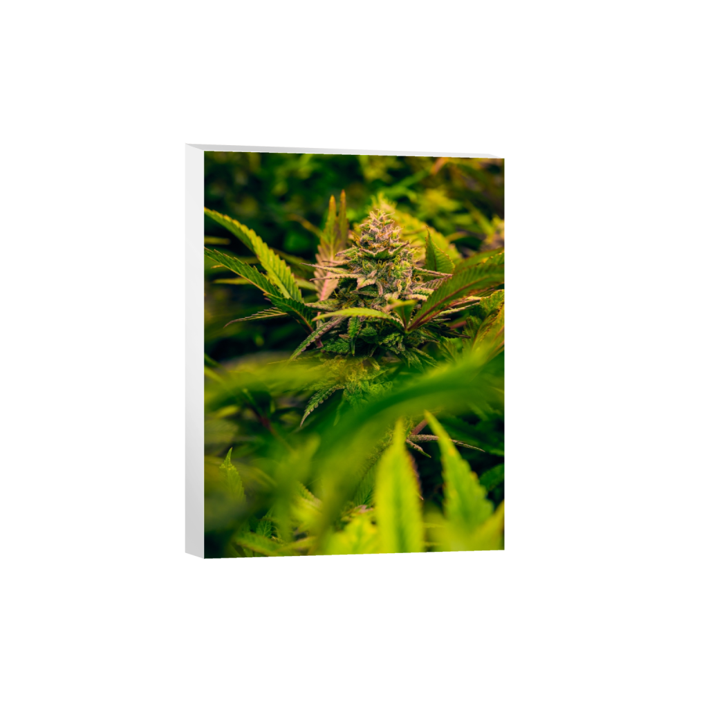 canvas_rectangle3_4_170_0_5122_6830_0_false_ffffff_0_0.png