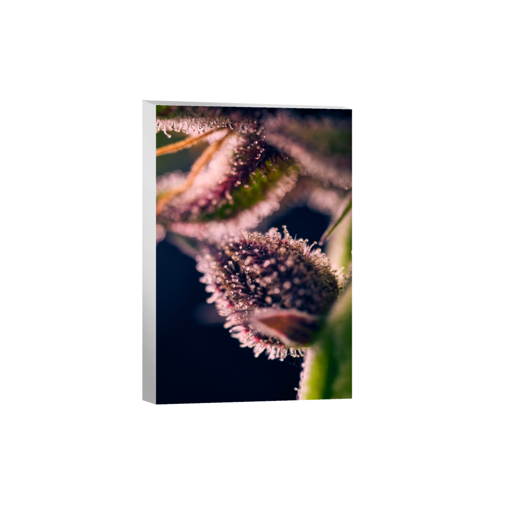 canvas_rectangle2_3_455_0_4553_6830_0_false_ffffff_0_0.png