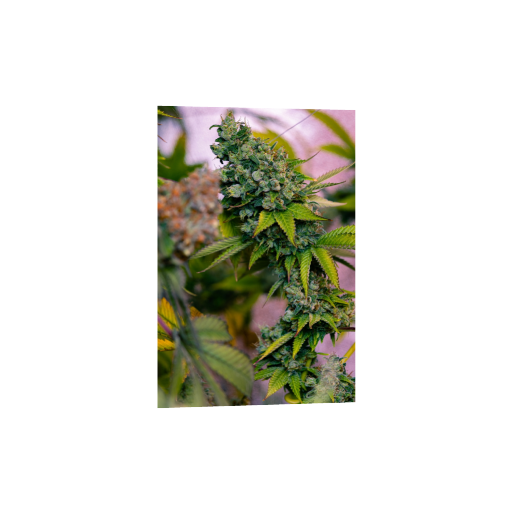 fineartprints_rectangle2_3_455_0_4553_6830_0_false_ffffff_0_0.png