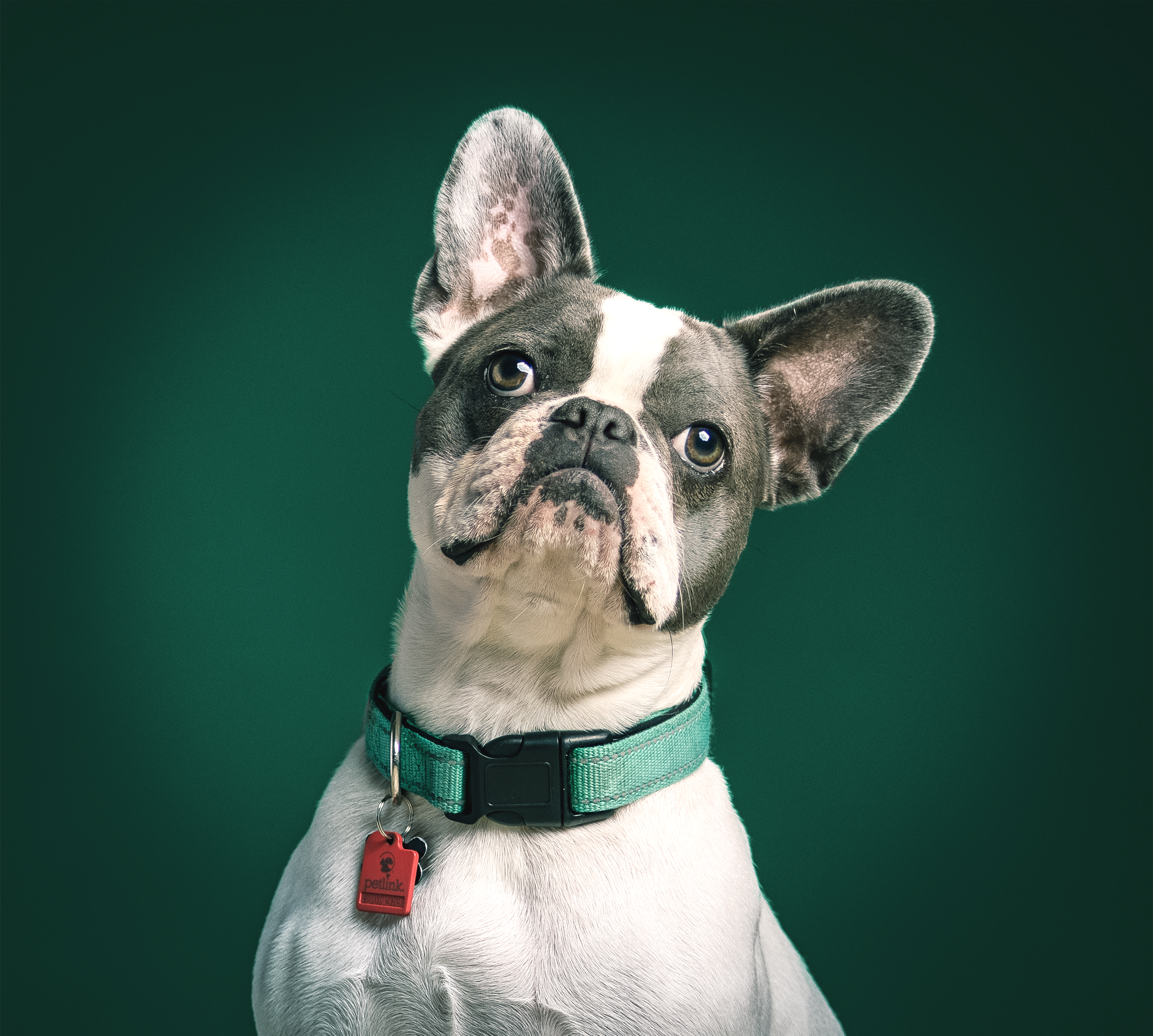 Detroitable photo pet photography