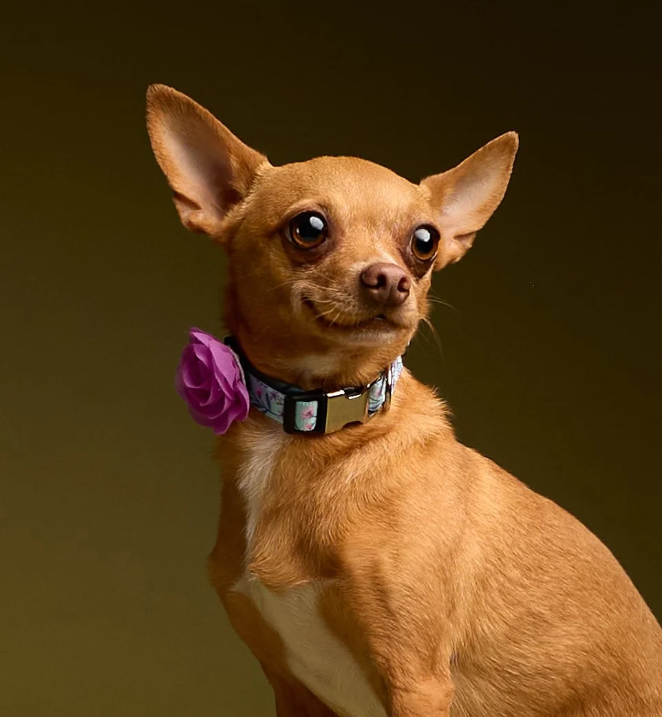 Olive the Chi7614 1.jpg