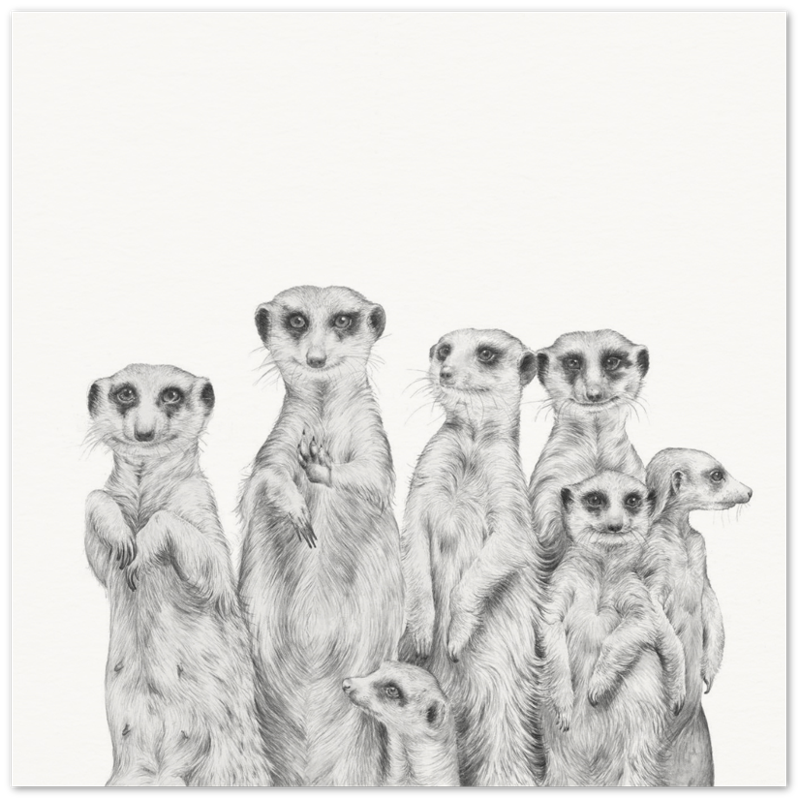 Jaimee Paul Meerkat.png