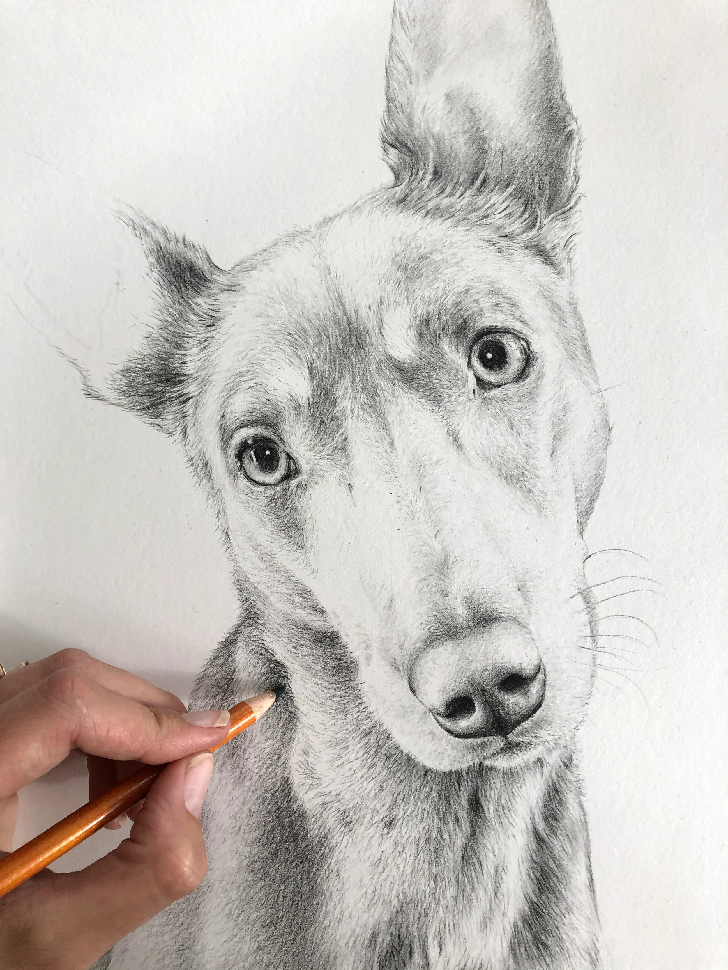 Jaimee Paul Pet Portrait Sydney dog charcoal sketch art.JPG