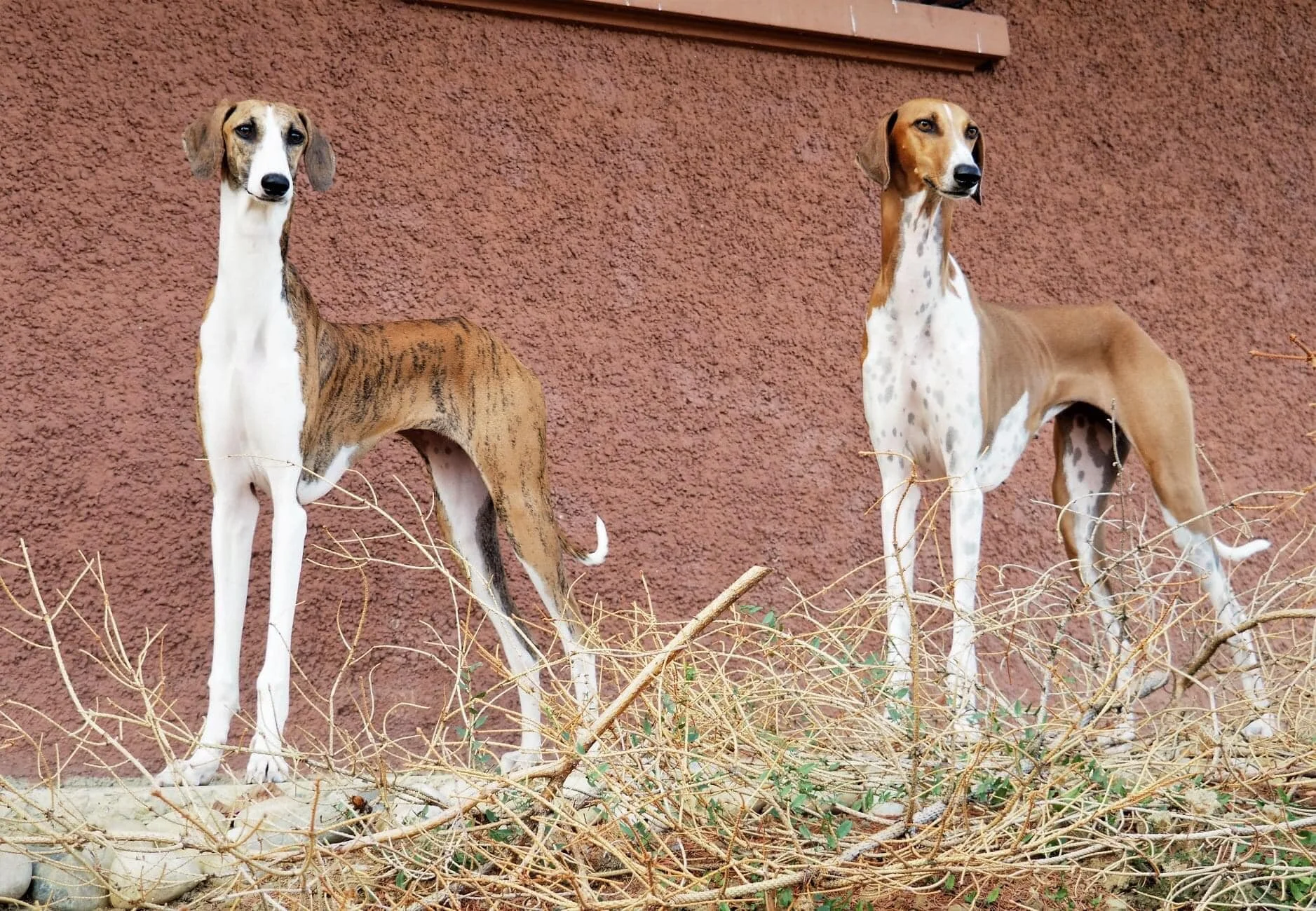 Greyhound Azawakh Dog Breeds Sloughi Azawakh Shop