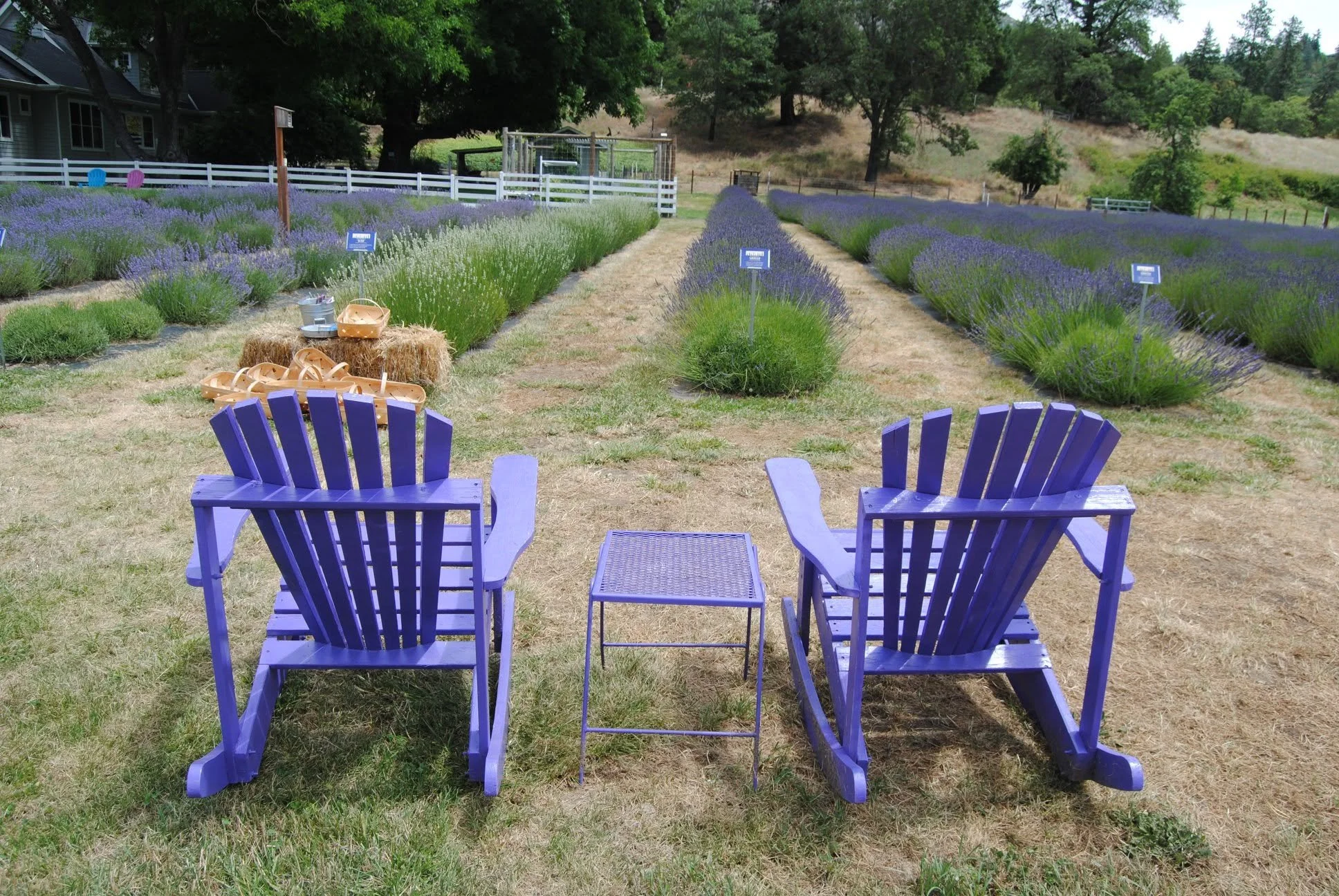 Applegate River Lavender Farm - What to do in Southern Oregon - U-Pick