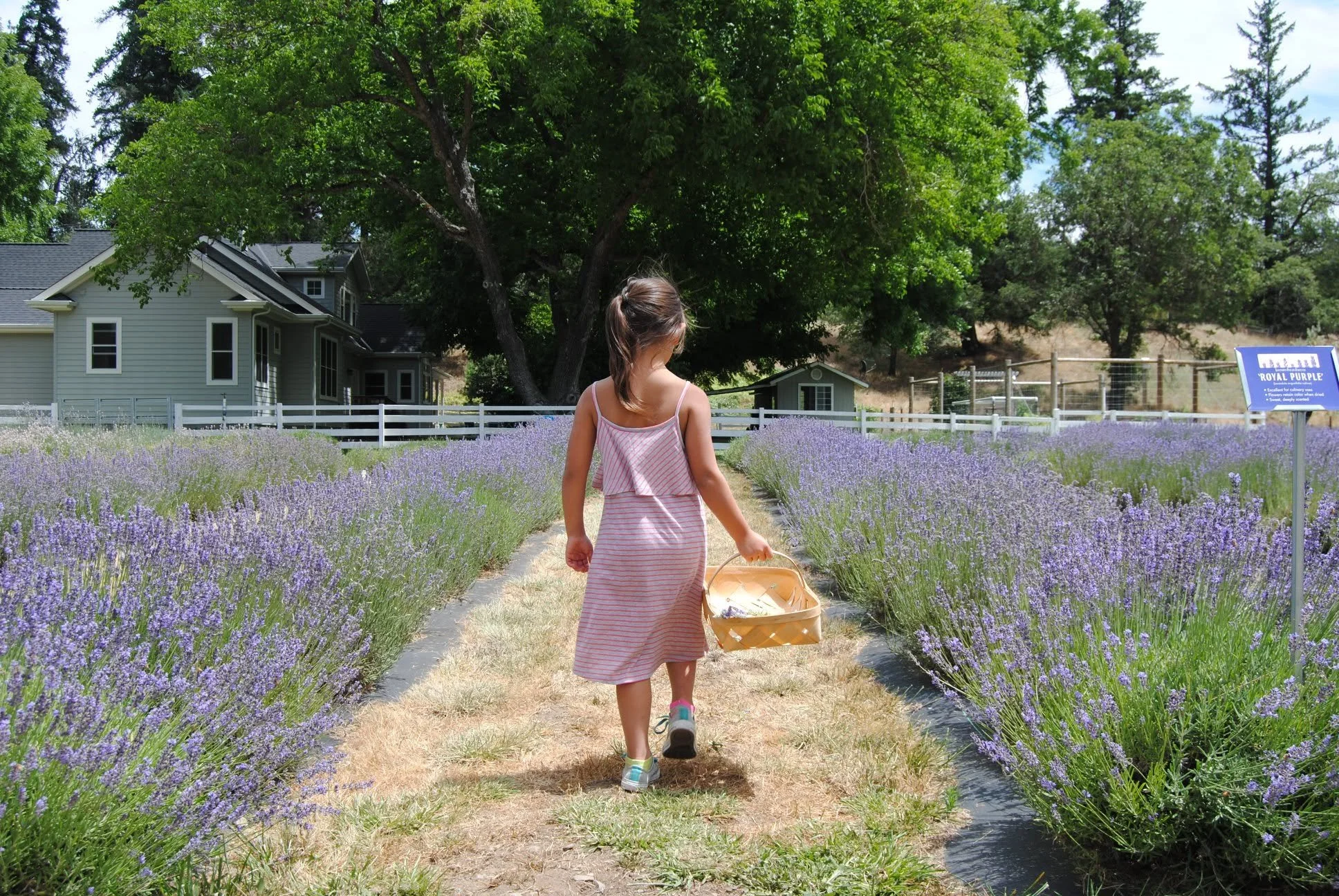 Applegate River Lavender Farm - What to do in Southern Oregon - U-Pick