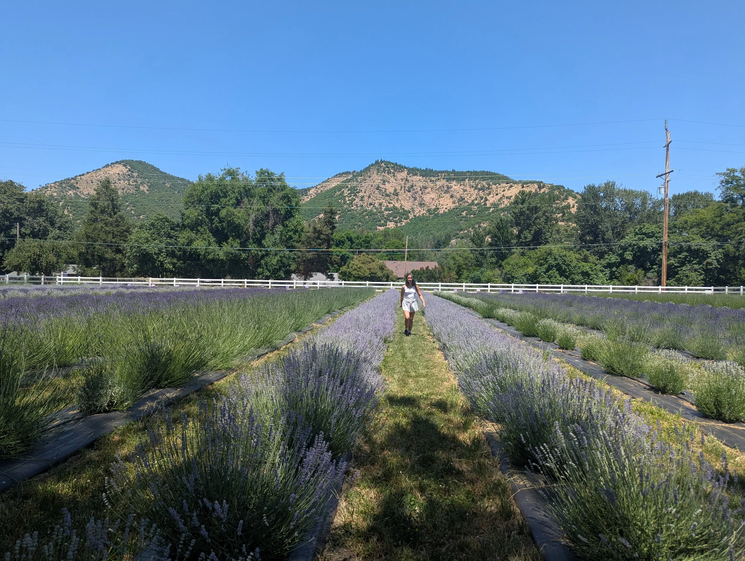 Lush Lavender - Gold Hill - Southern Oregon Lavender Trail