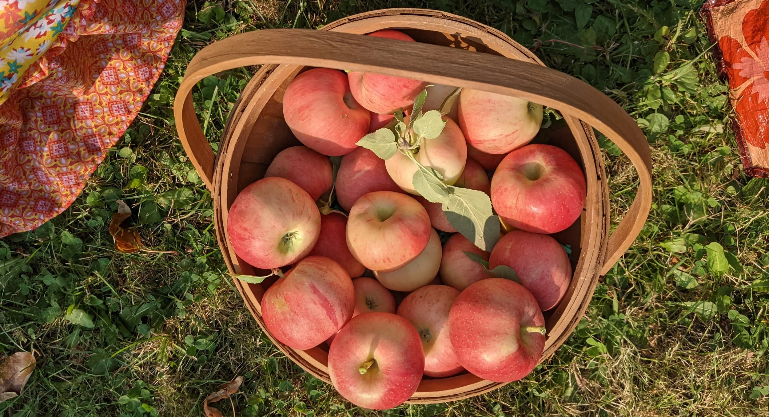 Leonard Orchard - Apple Picking - Medford - U-Pick - Rogue Valley - Southern Oregon Eats