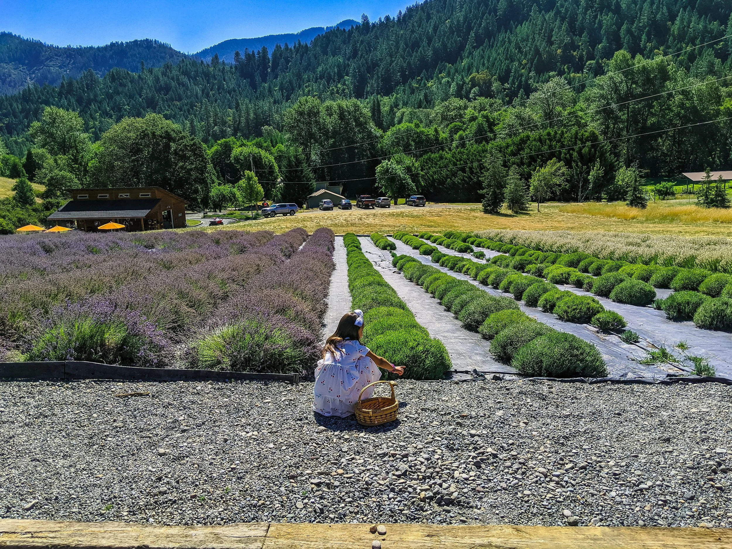 English Lavender Farm - Applegate Valley - U-Pick - Jacksonville - Oregon
