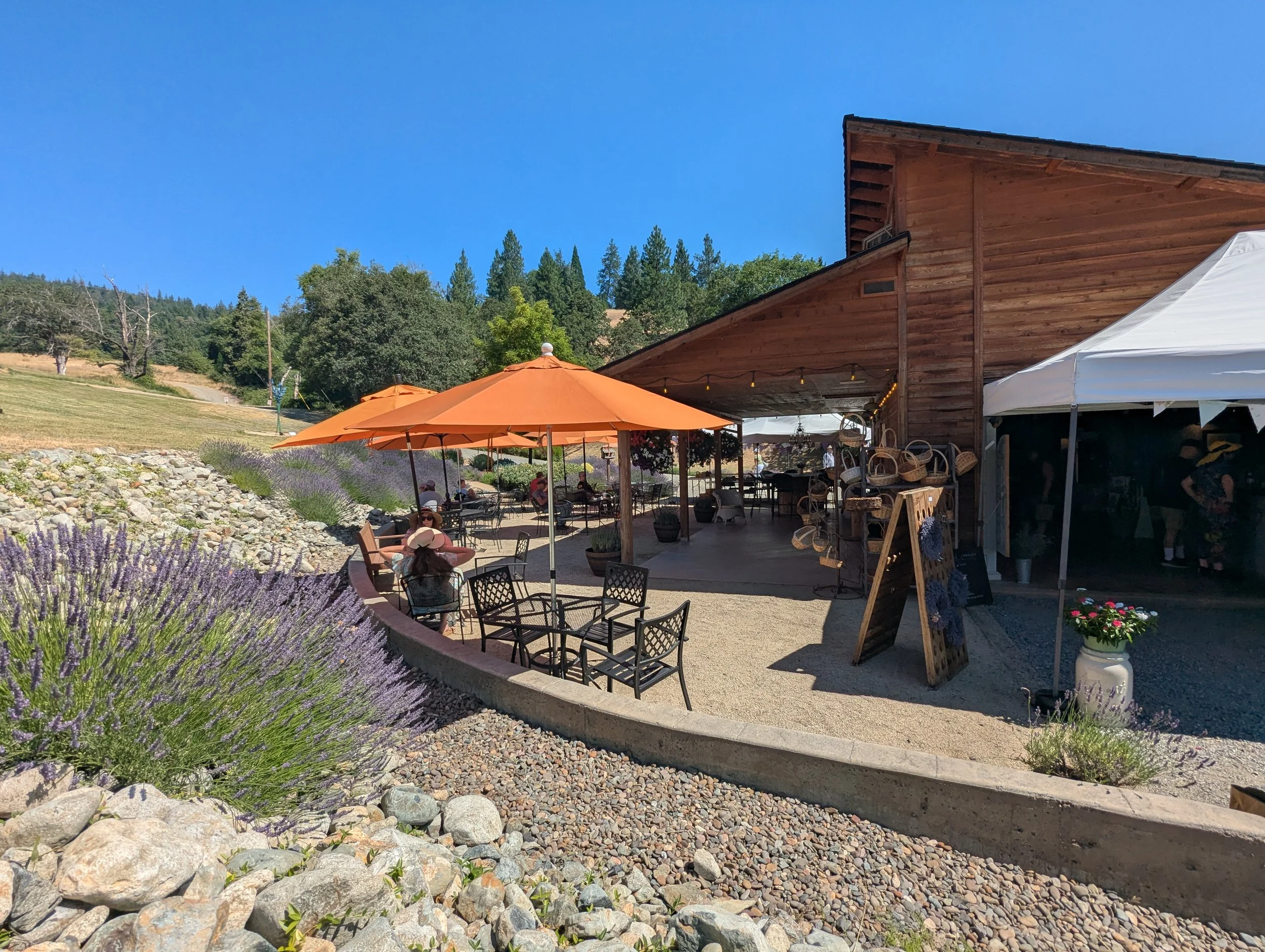English Lavender Farm - Applegate Valley - U-Pick - Jacksonville - Oregon - Southern Oregon Lavender Trail