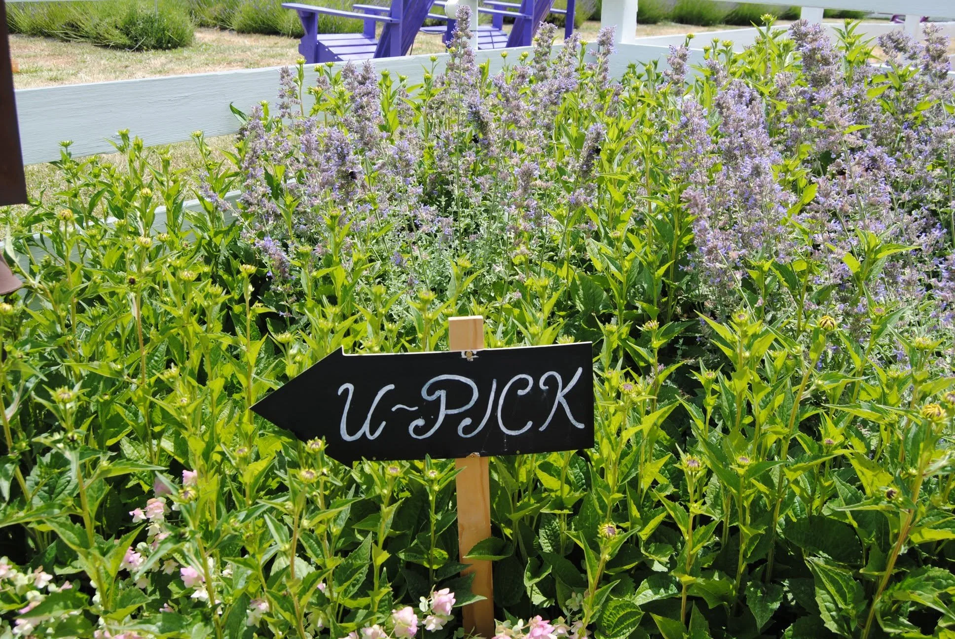 Applegate River Lavender Farm - What to do in Southern Oregon - U-Pick