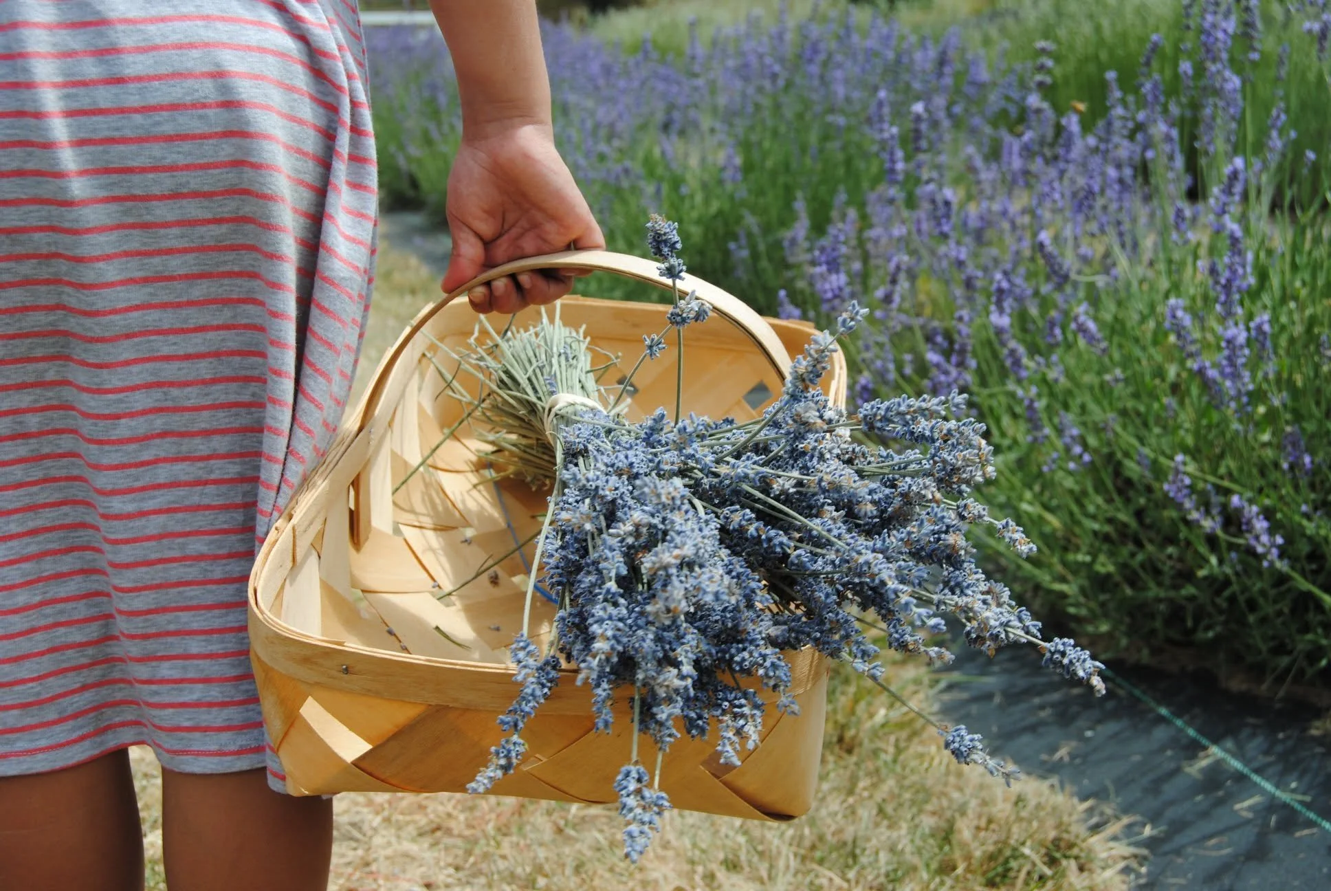 Applegate River Lavender Farm - What to do in Southern Oregon - U-Pick