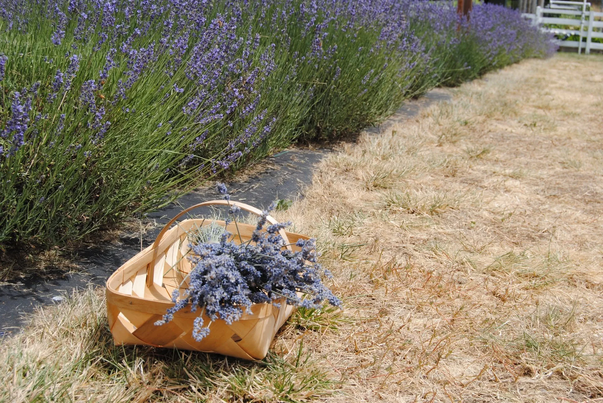Applegate River Lavender Farm - What to do in Southern Oregon - U-Pick