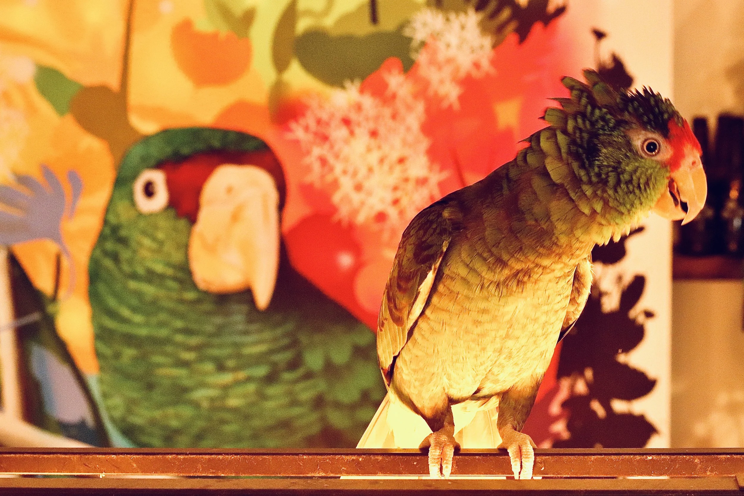 A colorful artificial parrot with green, yellow, and red feathers, perched on a stand with a background featuring a tropical-themed wall decoration with a parrot image and floral patterns.