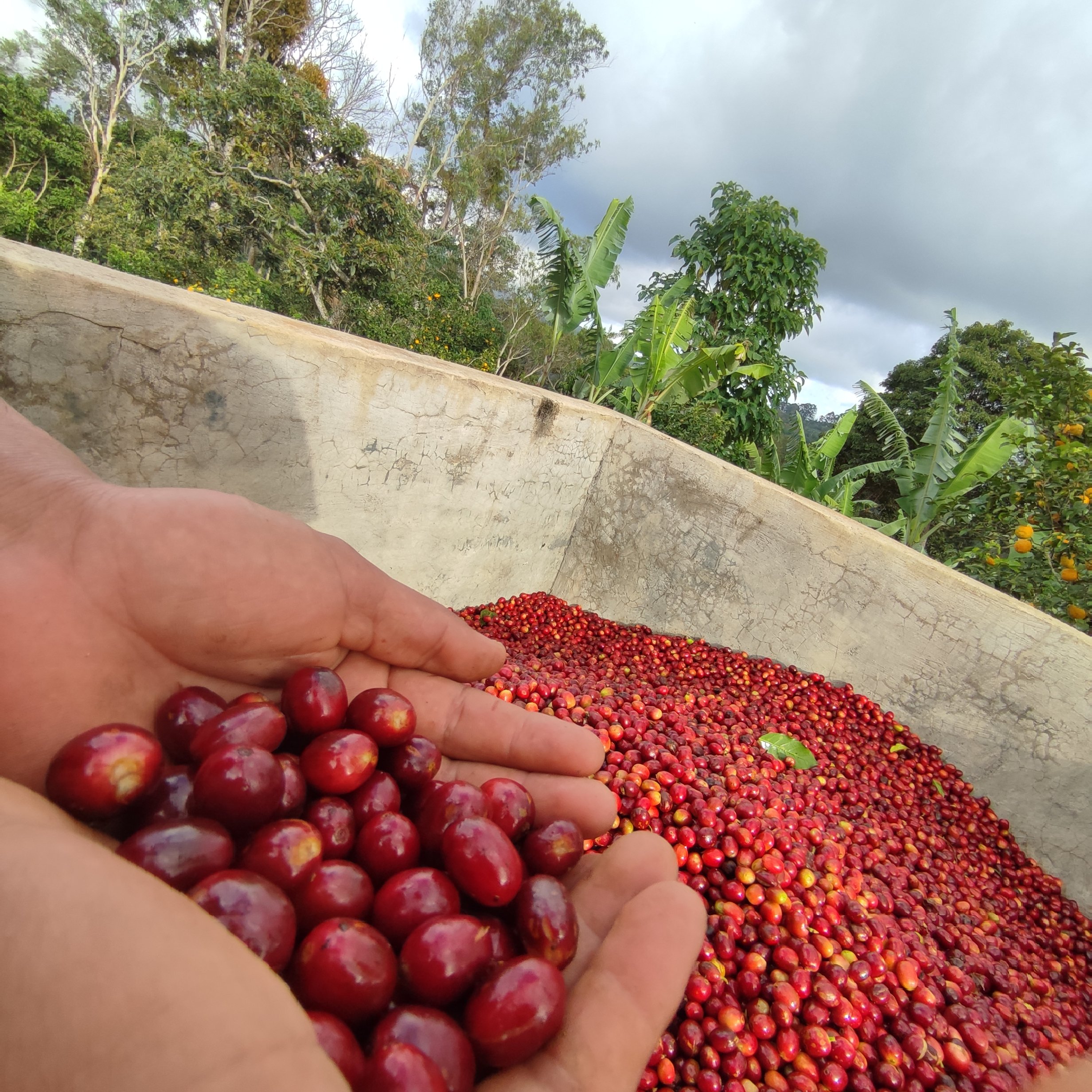 Dorclia and Eugenio's coffee.jpg