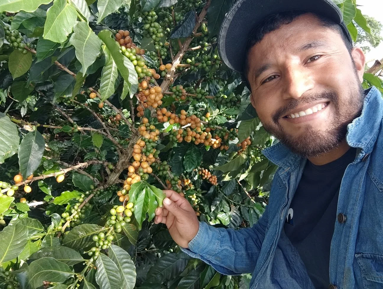 A man smiling outdoors, wearing a gray cap and denim jacket, standing next to a coffee tree with green and ripe coffee cherries.