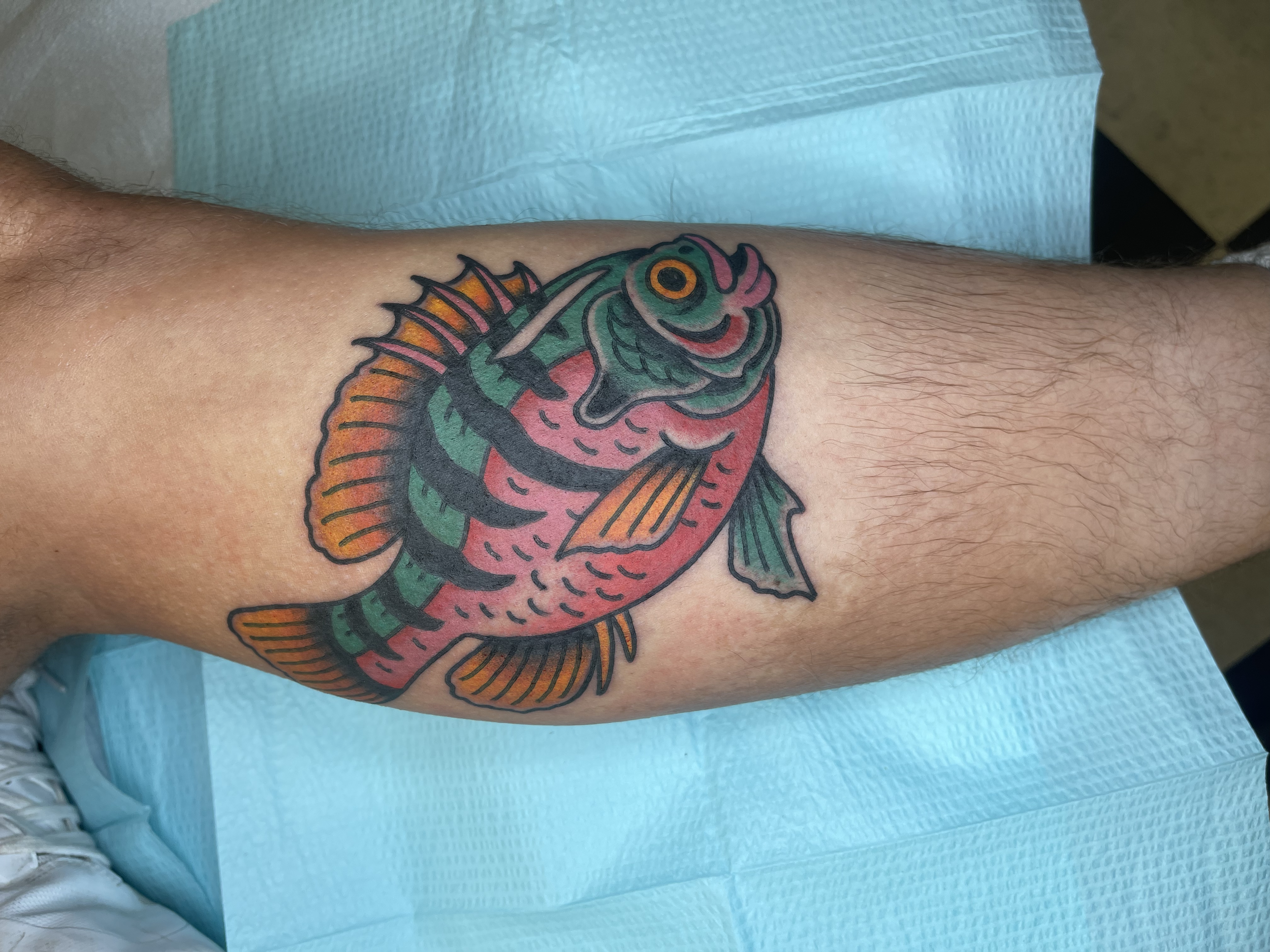 Colorful tattoo of a fish on a person's forearm.