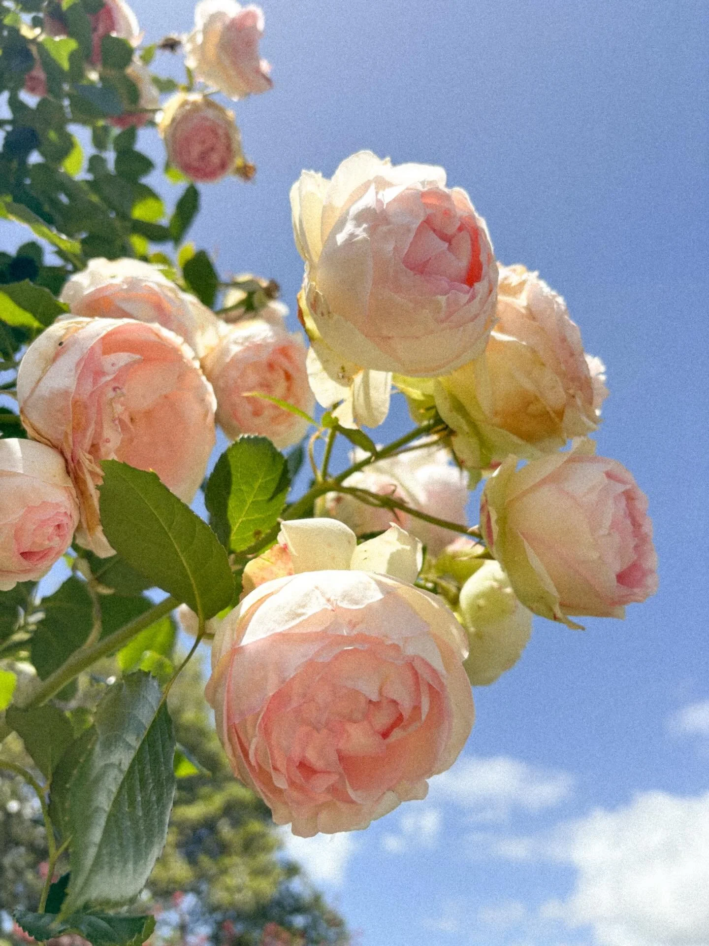 Snippets of December 🌲🎄