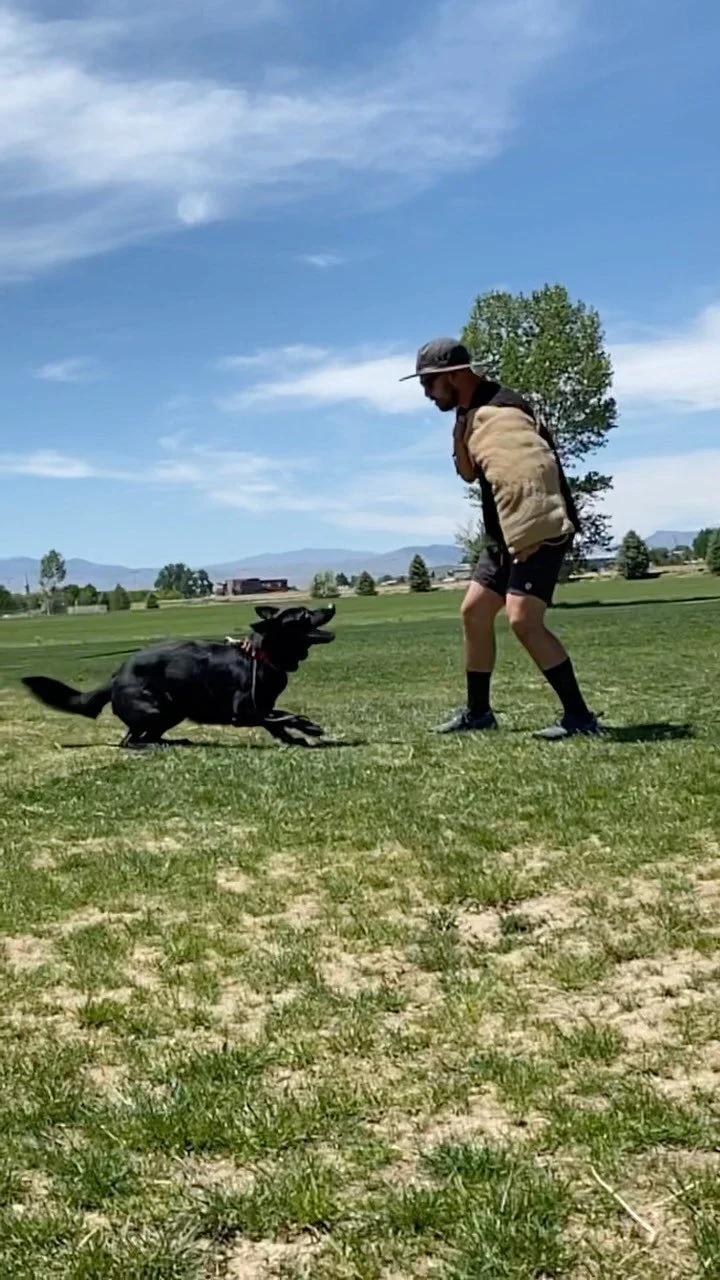 Bright Star K9 Dog Training