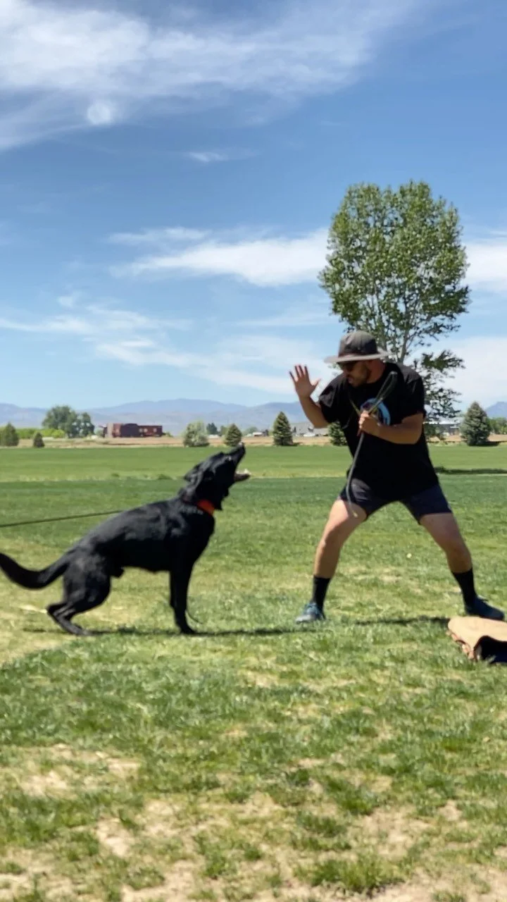 Bright Star K9 Dog Training