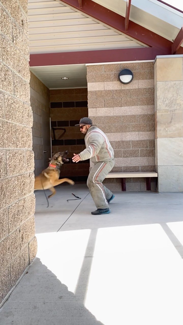 Bright Star K9 Dog Training