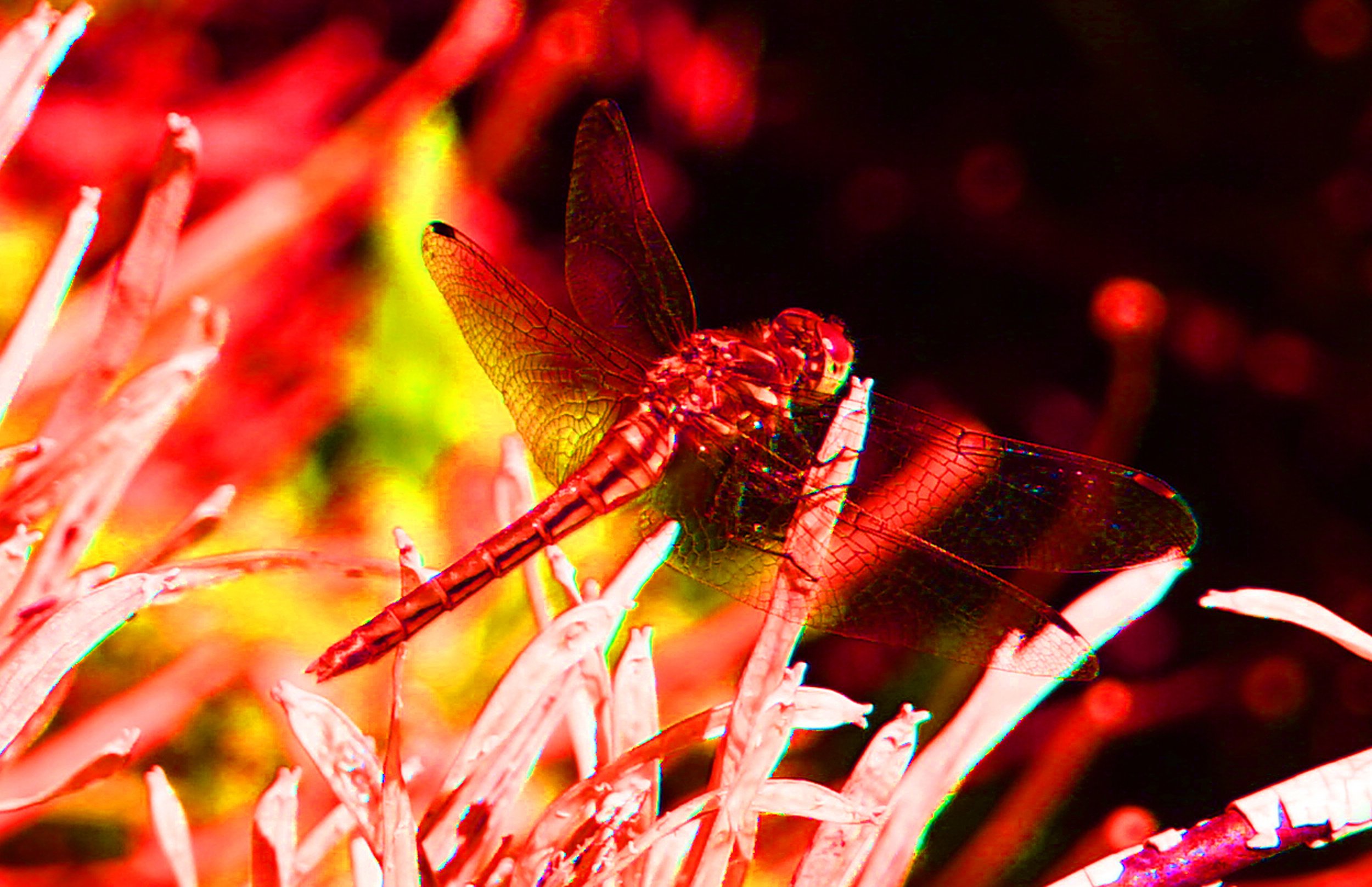 Dragonfly - Red.jpg