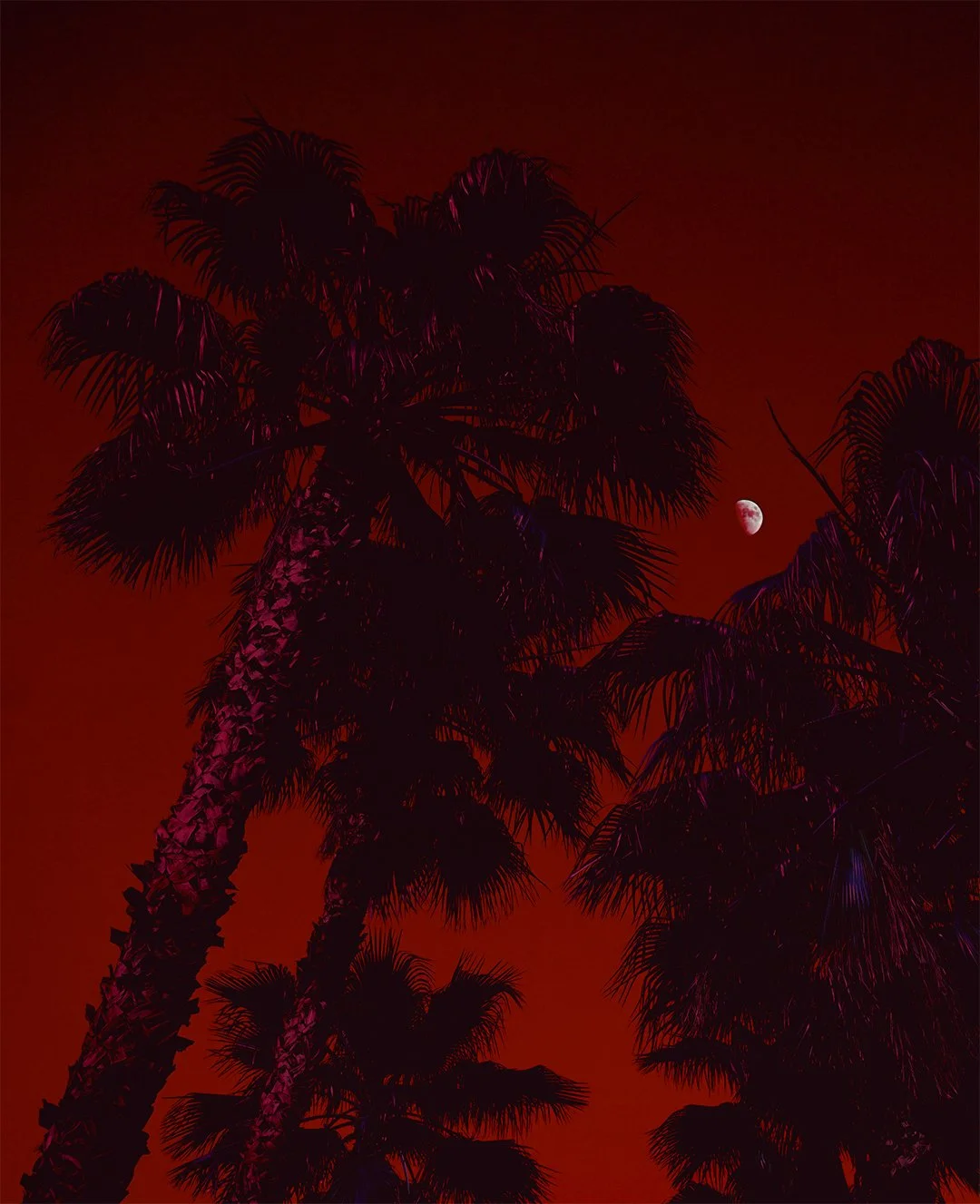 Palms red.jpg