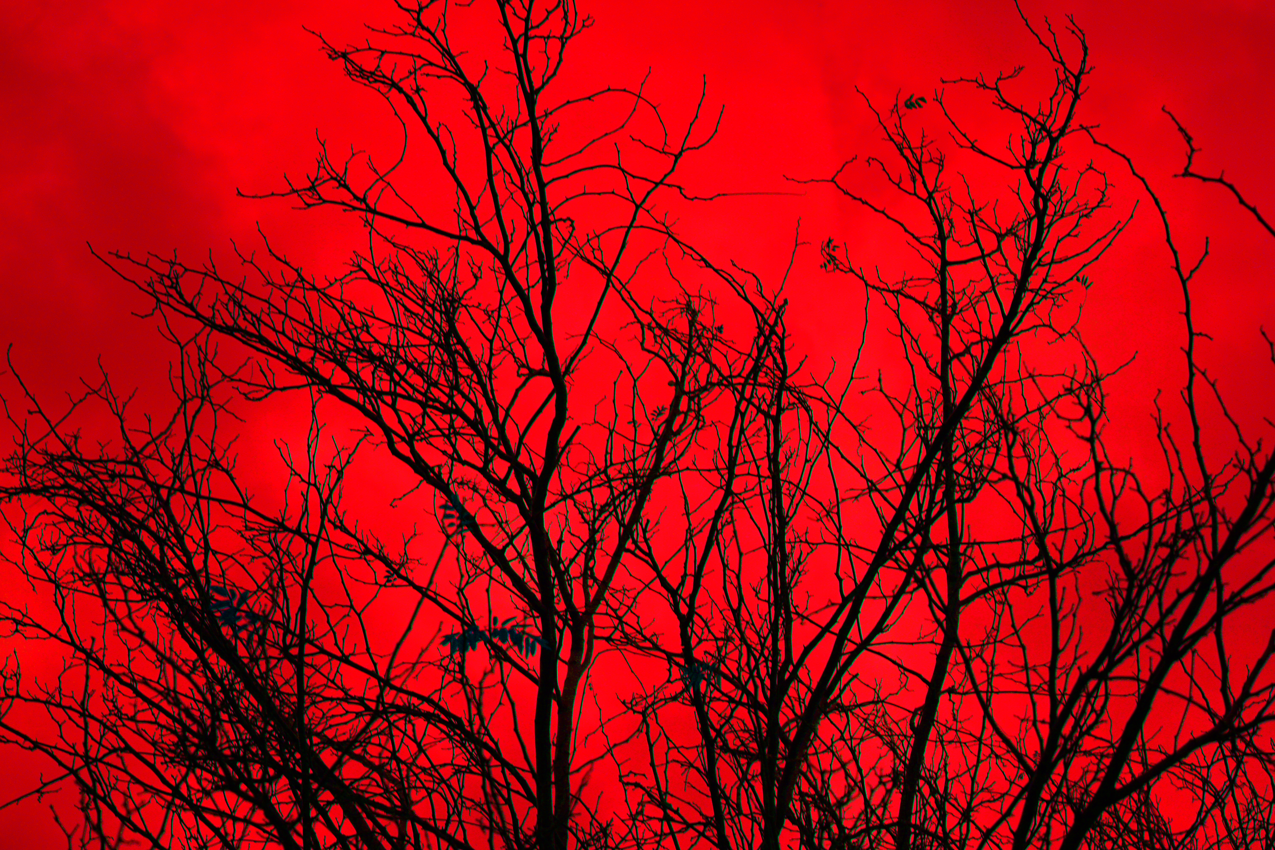 Red wood trees2(3).png