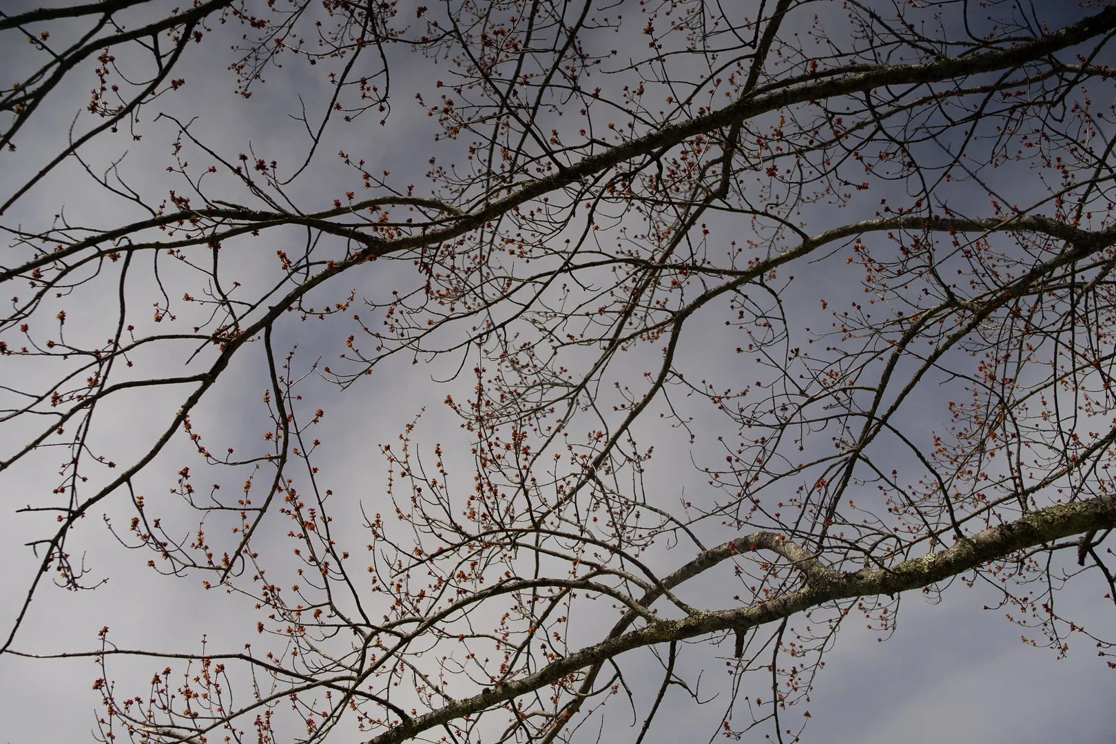 DSC07929.jpg