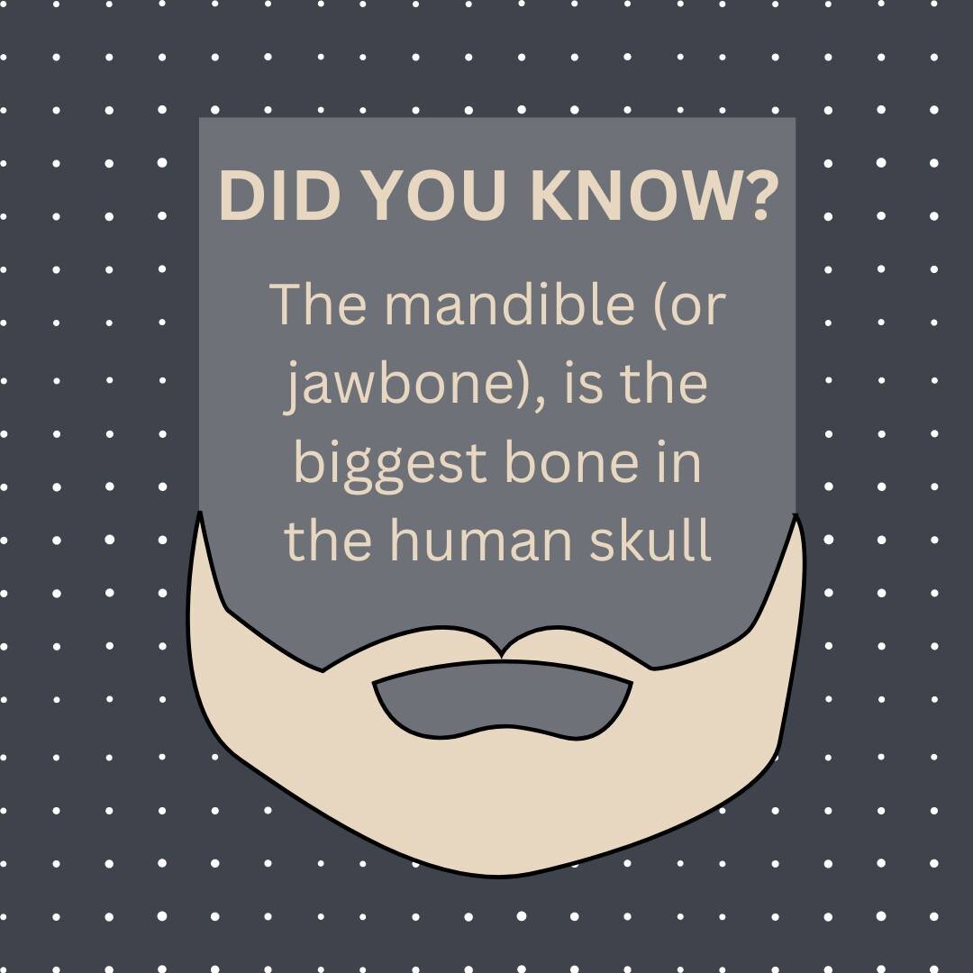 Did you know the mandible (or jaw bone) is the biggest bone in the human skull? It holds the lower teeth in place and helps us to chew our food - incredible 😳
#Dental88 #FamilyDentist #DentalPracticeWA #CosmeticDentists #PreventativeDentistry