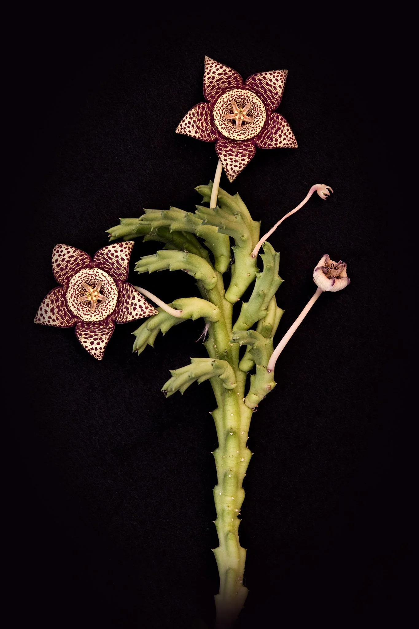 carrionplant.jpg