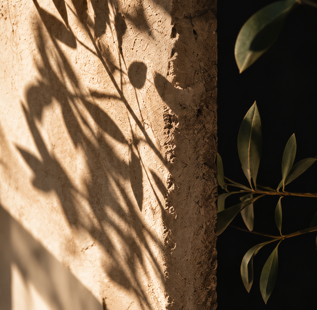 Olive branch shadows on a textured wall representing reflection and self-awareness