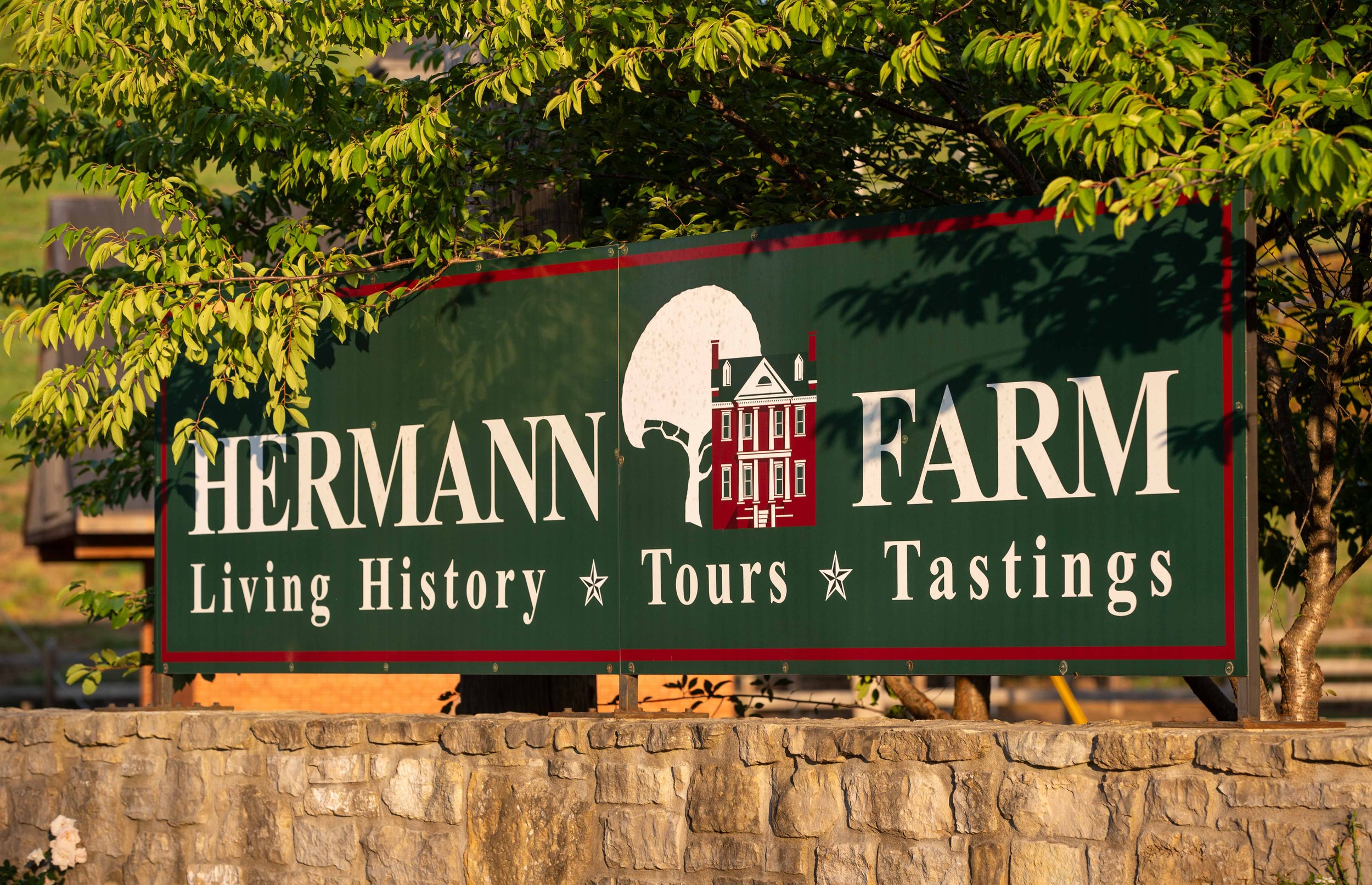 German Feather Trees — HERMANN FARM