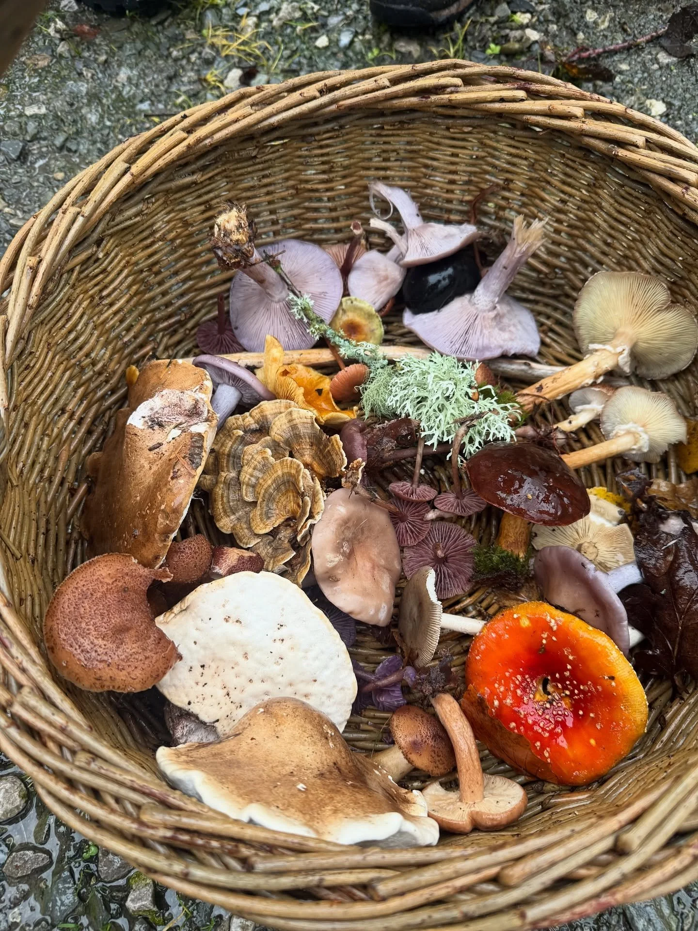 Wonderful morning foraging with @livingwild.uk in Corwen, Wales 🍄

Just had a huge variety of different mushrooms for lunch by the fire&hellip; deeeeeelicious 

Now looking forward to preparing some Birch Polypore, which has numerous health-supporti