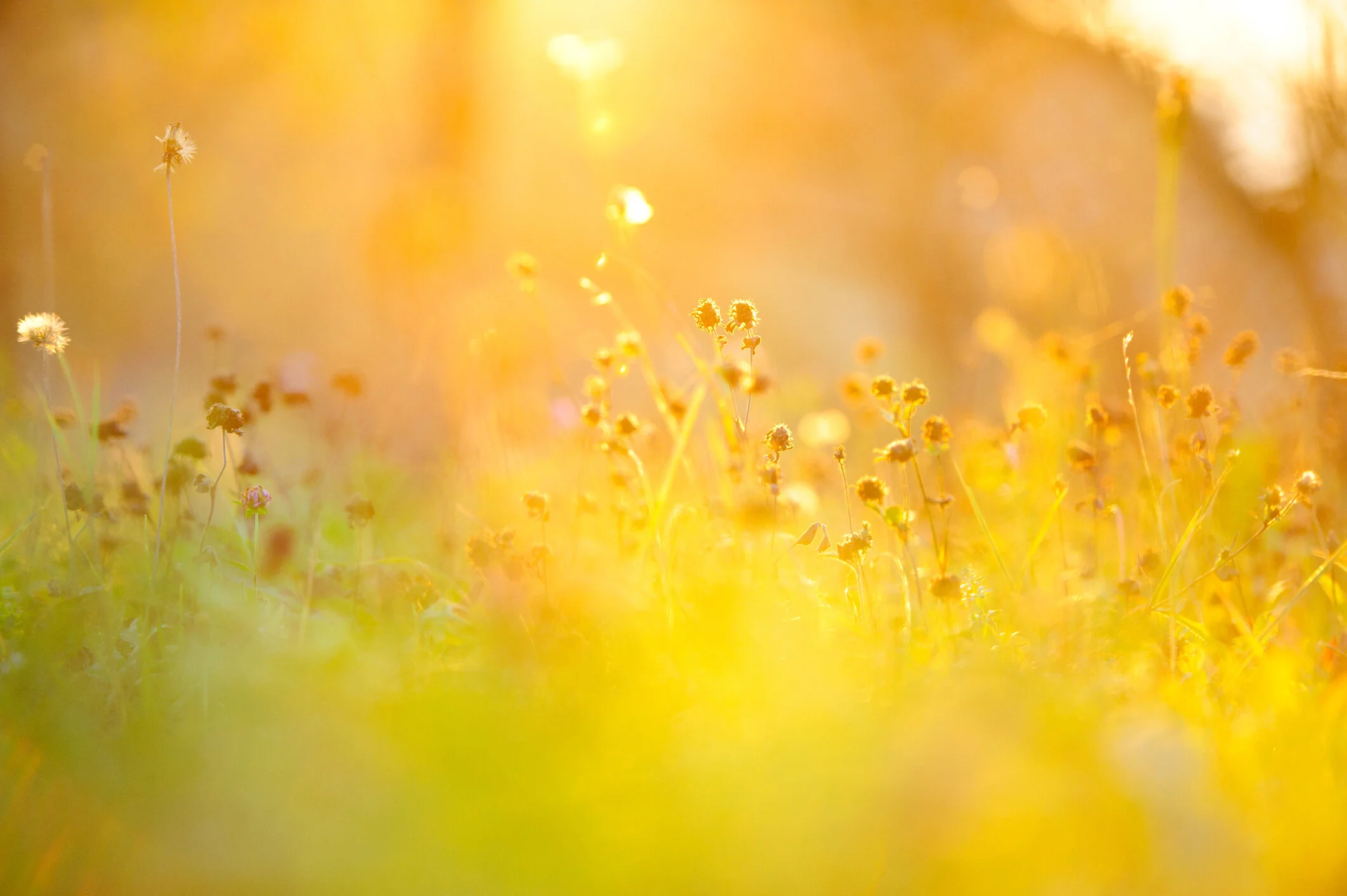 iStock-184617883.jpg