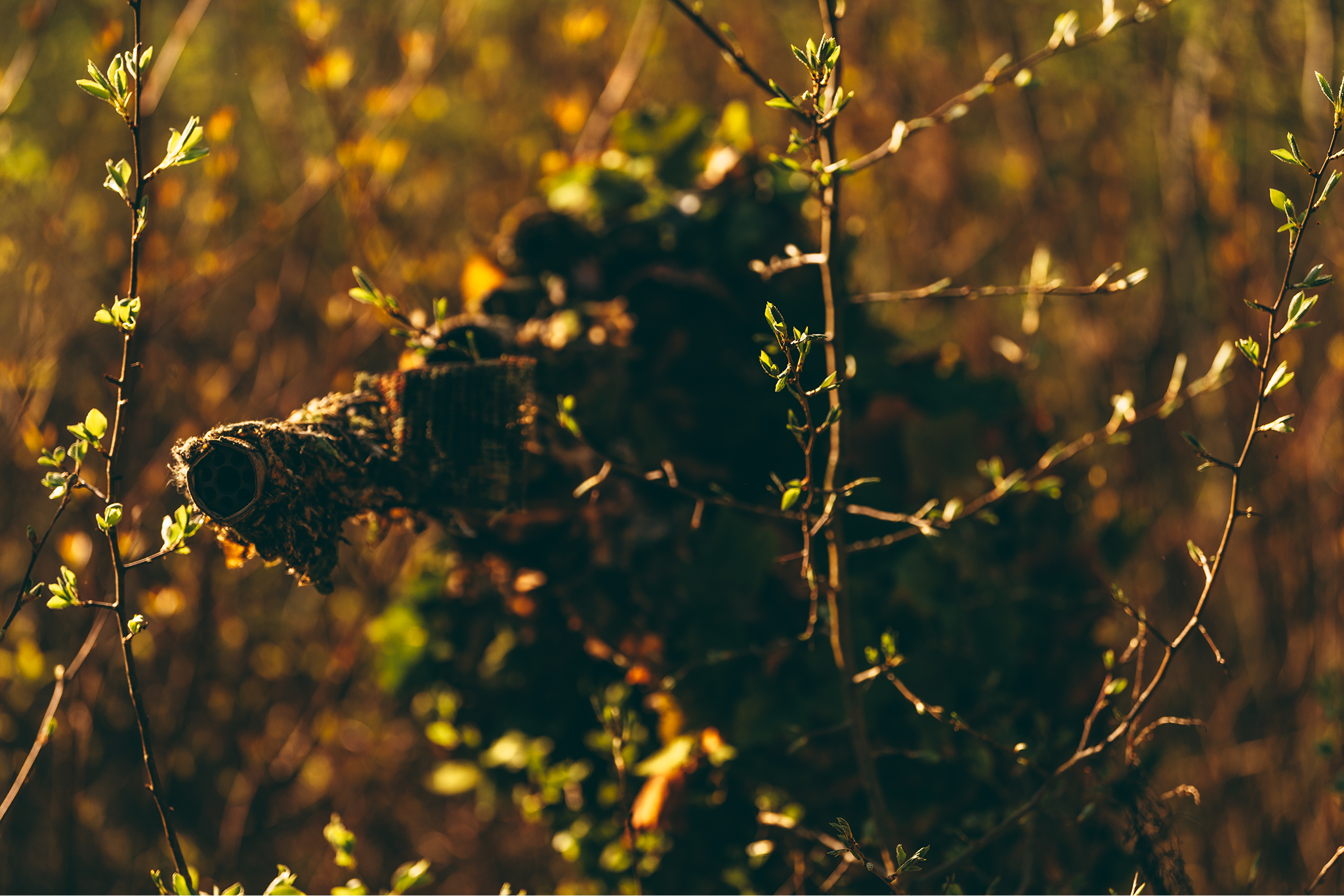Close-up of a camouflaged insect, possibly a caterpillar, on a plant branch with small green leaves, in warm golden sunlight.