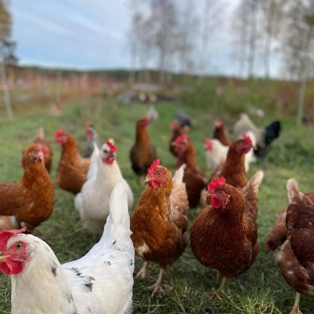 I REKO-ringen finner du produkter fra mange produsenter som driver p&aring; dyrenes premisser, noen av disse er ogs&aring; dyrevelferdsmerket, som for eksempel @norskullgrisda. Dyrevelferdsmerke er et merke for god dyrevelferd som deles ut av @dyreve