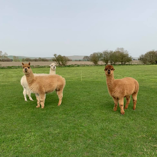 Photo of some of the alkpacas at Little Owls campsite