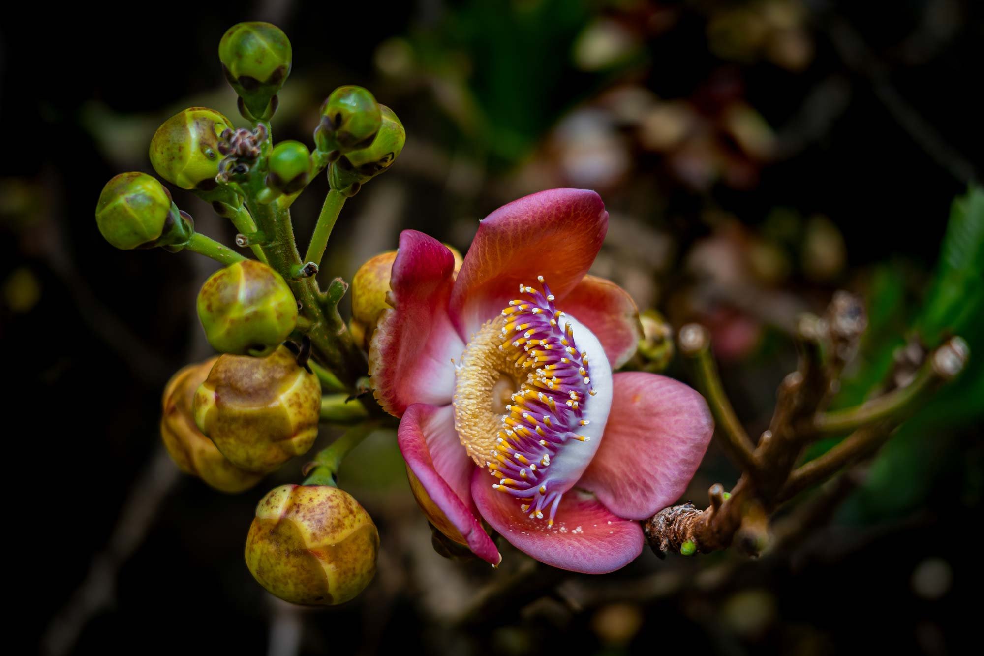 The Lurker - by Johannes Rossner Photography. Luxury Limited Edition Fine Art Photography Prints.