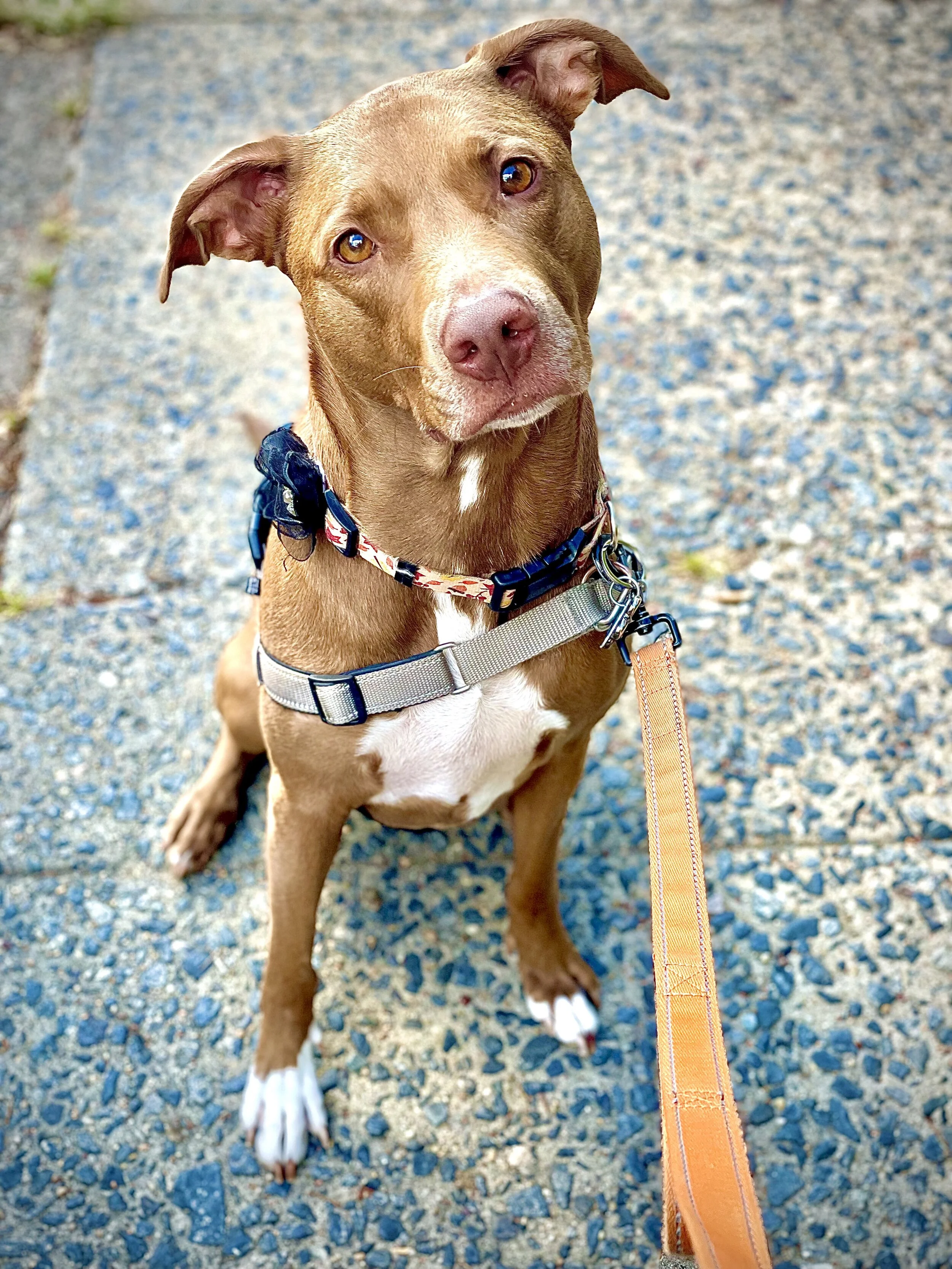 A brown and white Philly dog sitting on a gravel surface, wearing a harness and looking up at the camera in Philadelphia neighborhood.