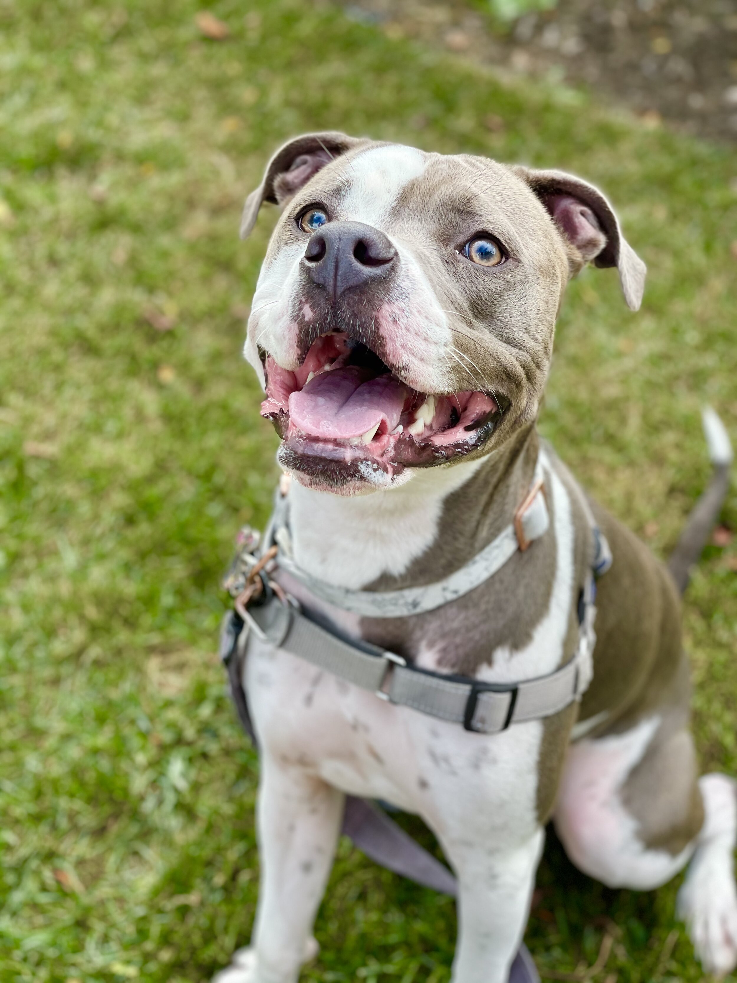 Happy gray and white Philly dog with blue eyes sitting on grass, mouth open, tongue out, wearing a harness in Philadelphia park.