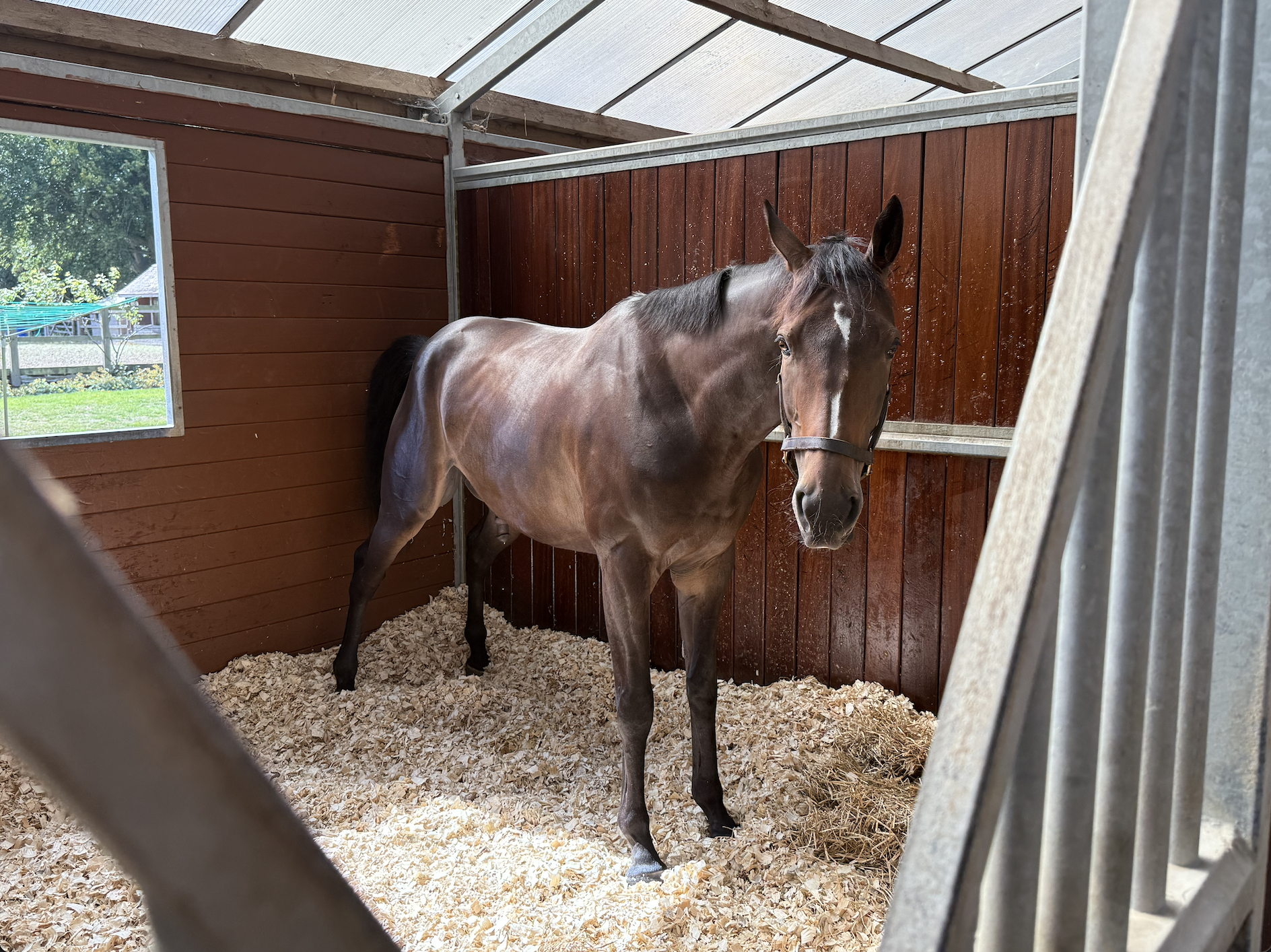 Victory for One Horse, A Victory for the Environment
