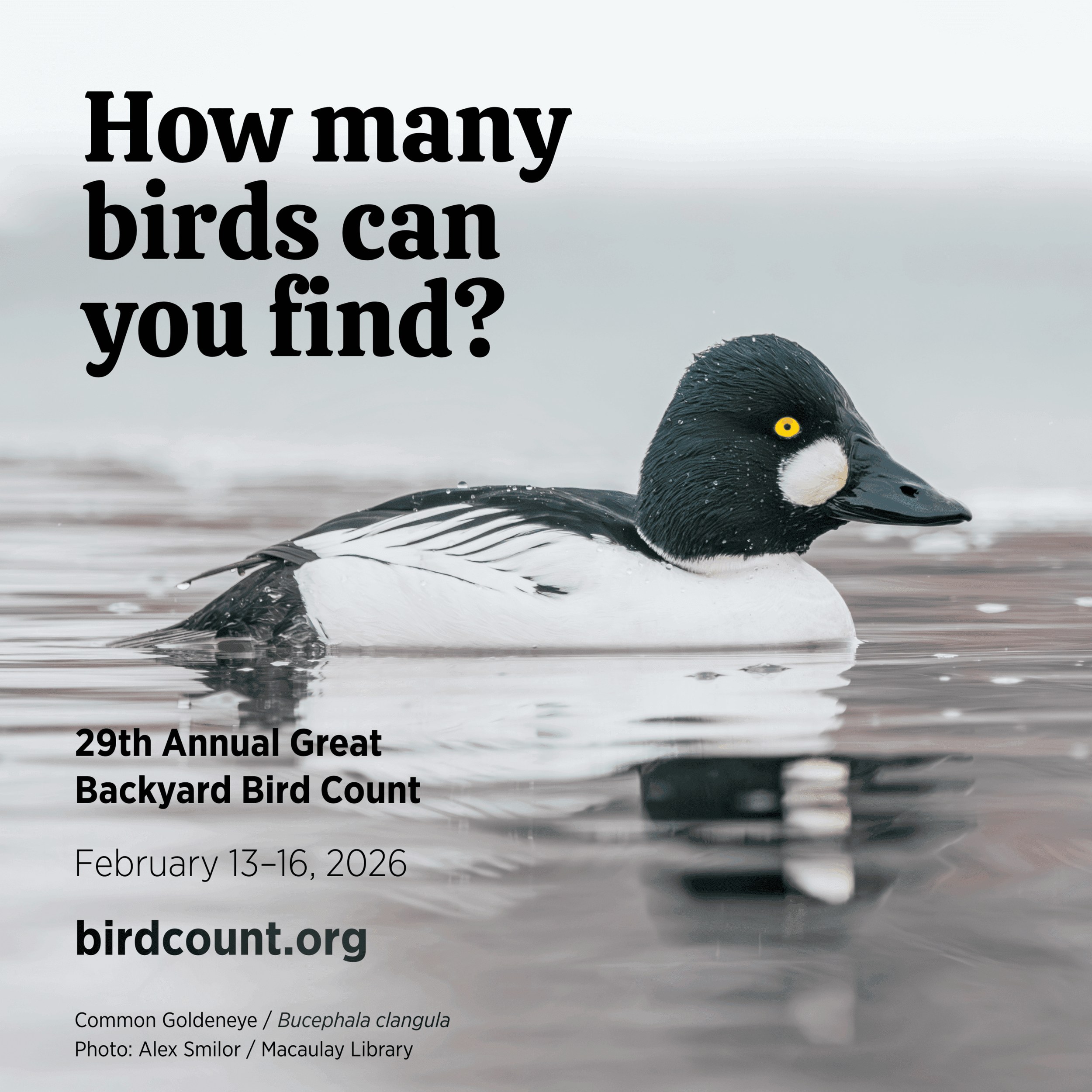 The Great Backyard Bird Count 2026